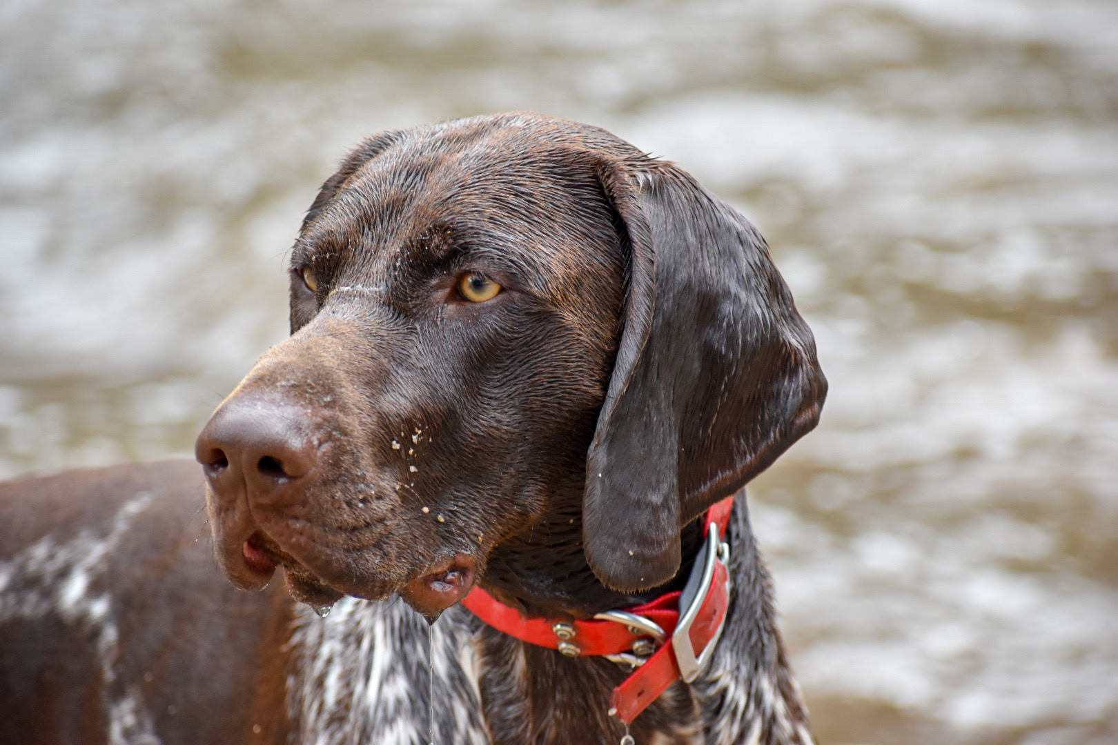 German shorthaired pointers