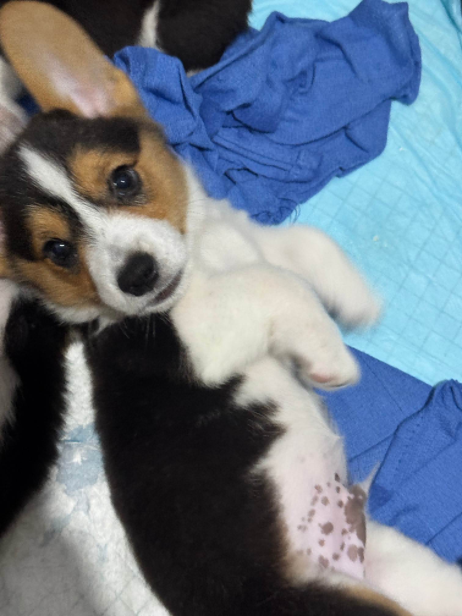 Corgi – Albury