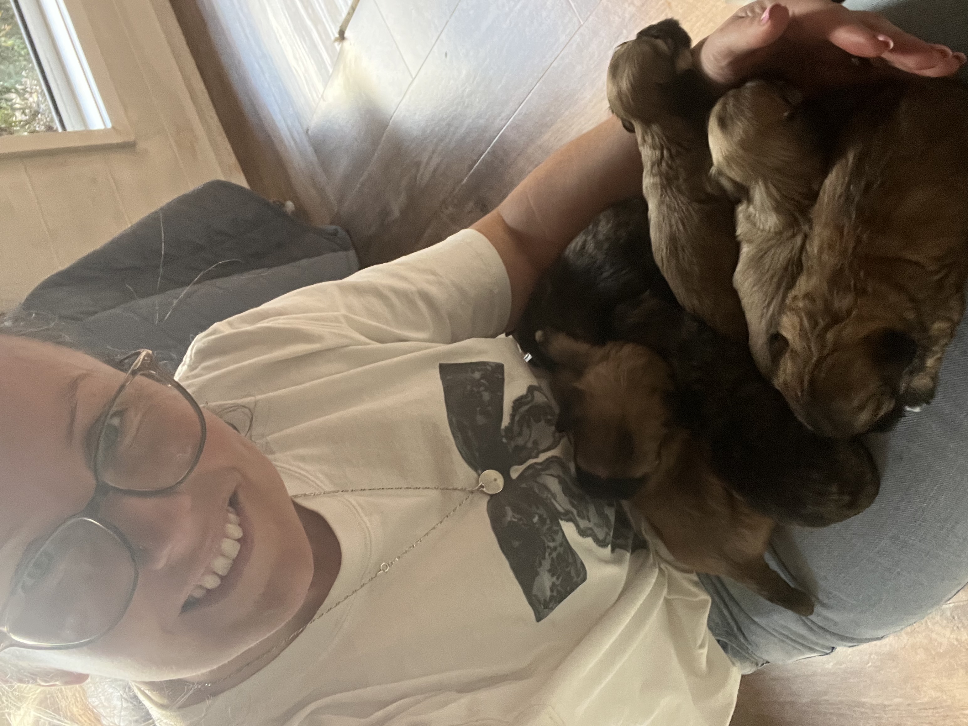 Lhasa Apso