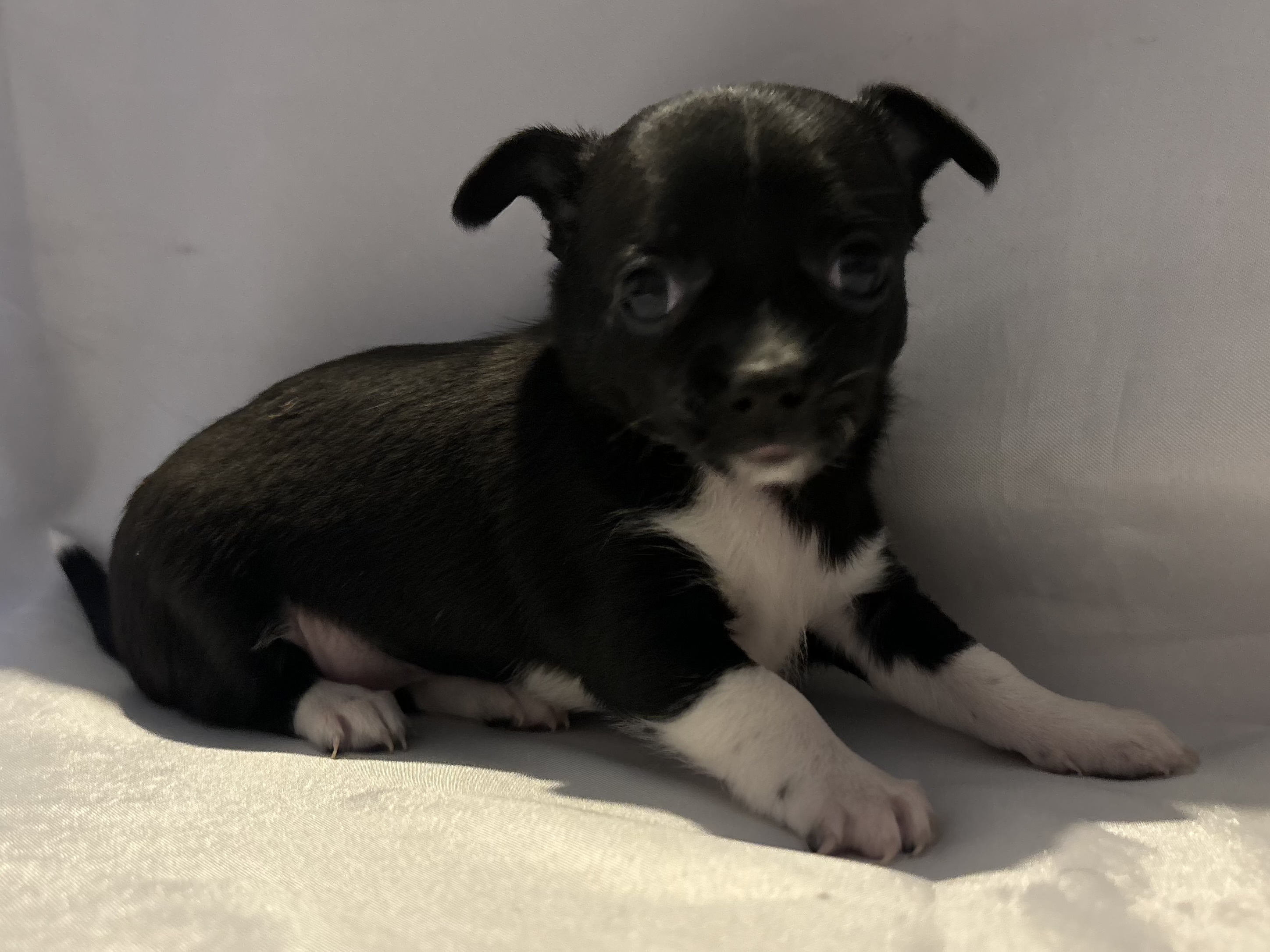 Chihuahua – Brookton