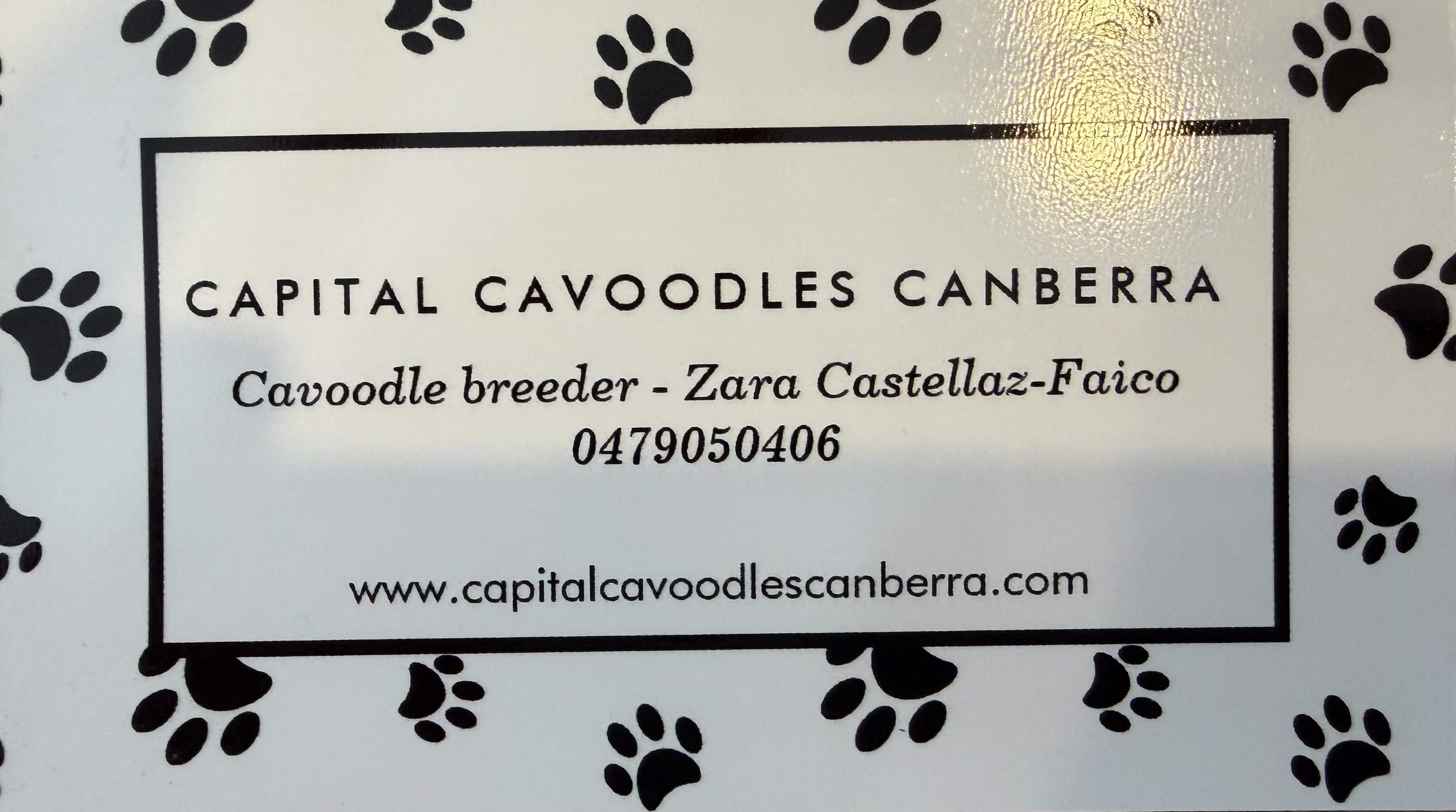 Cavoodles