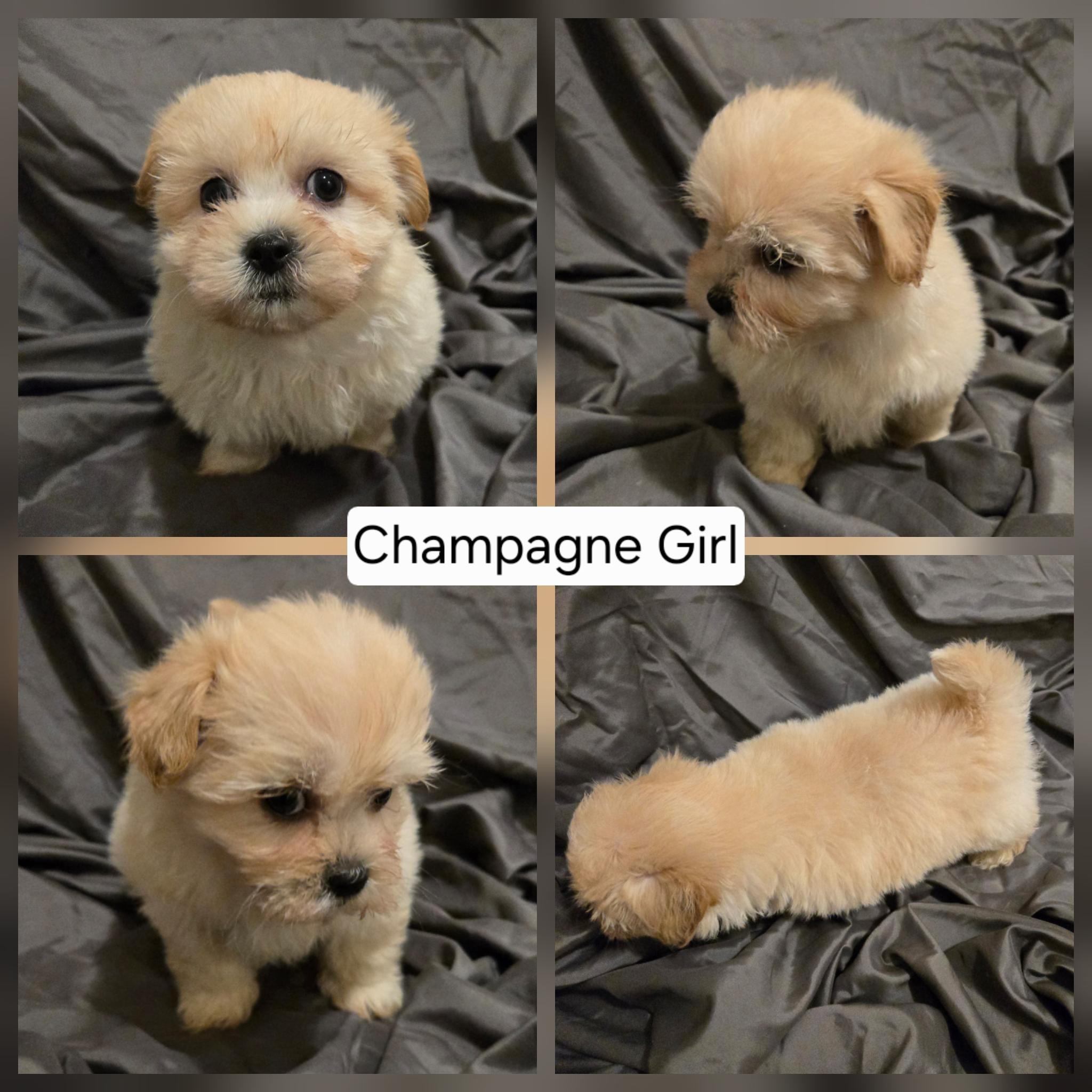 Maltese Shih Tzu – Benalla