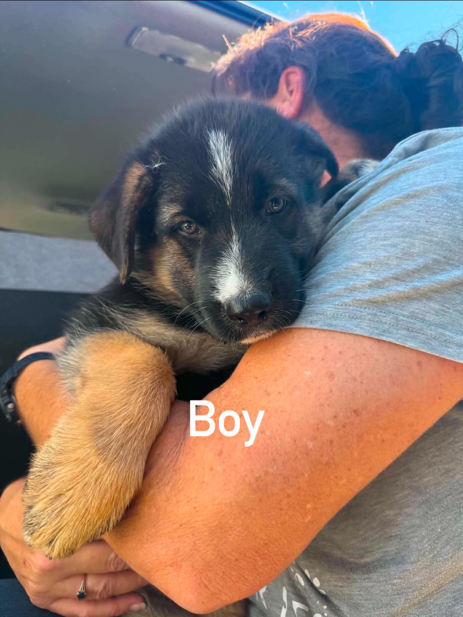 German Shepherd – Ipswich