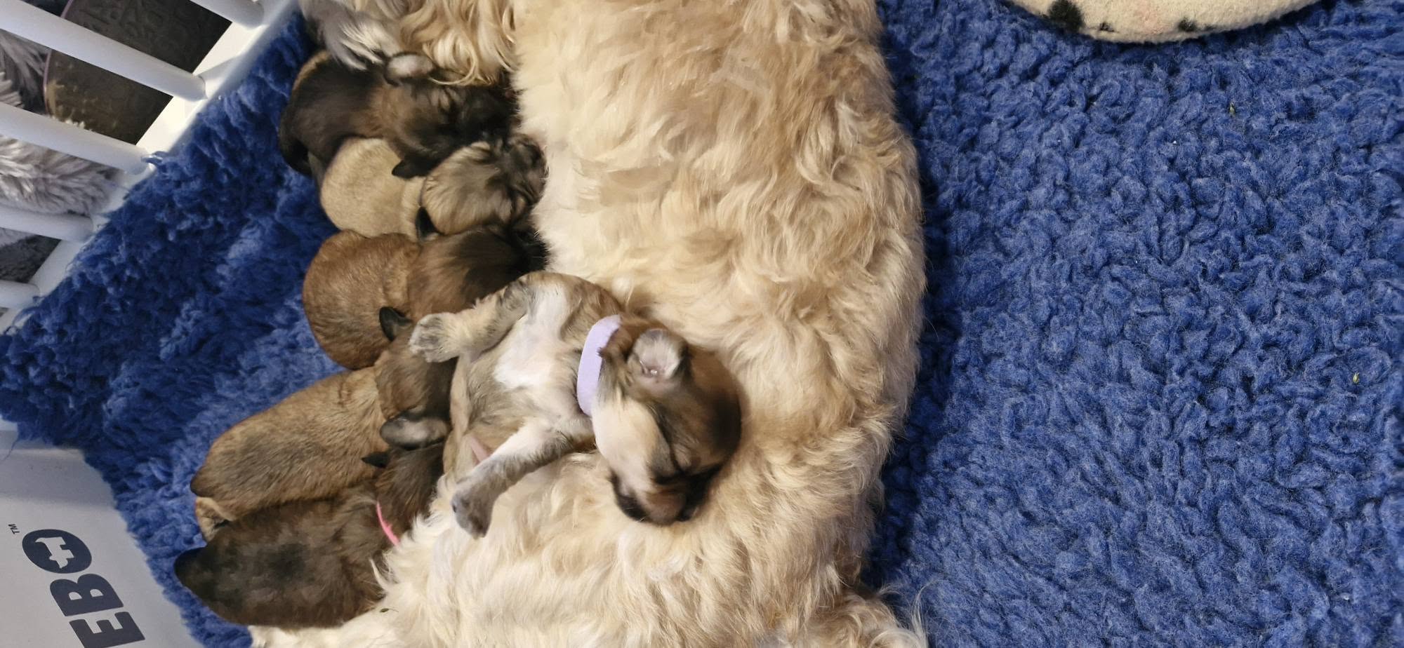 Havanese – Palmview