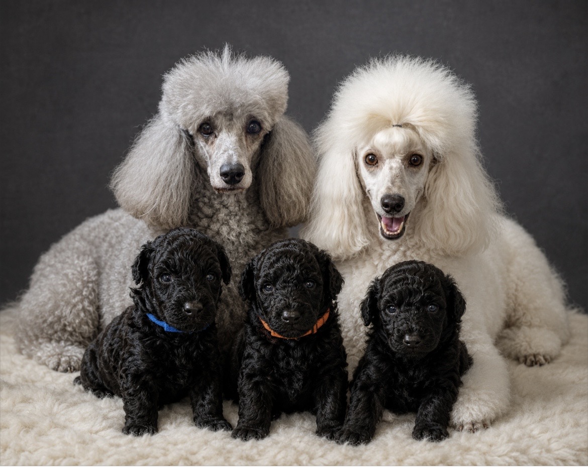 Poodle Mini – Boondall
