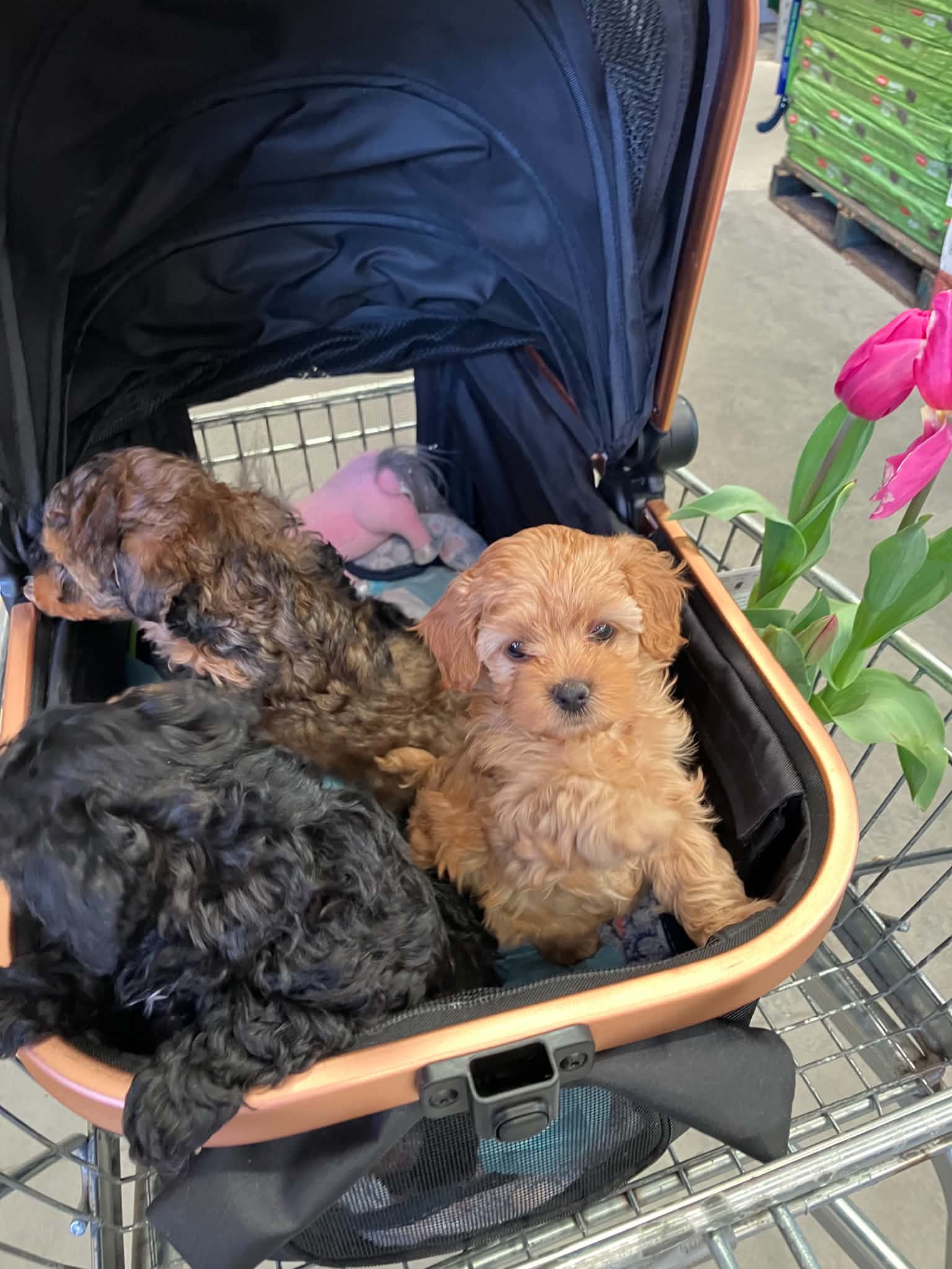 Cavoodle – Encounter Bay
