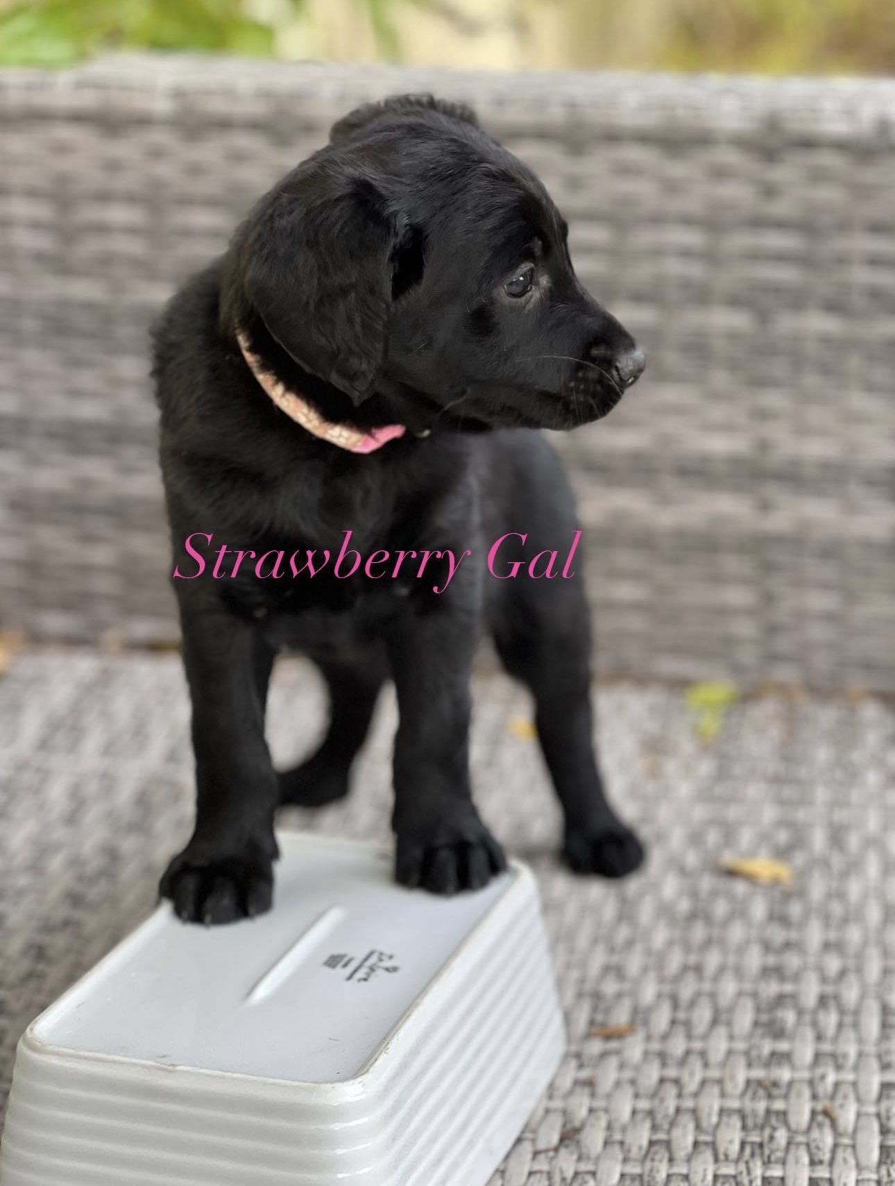 Labradoodle Puppies (F2) available from 29 July