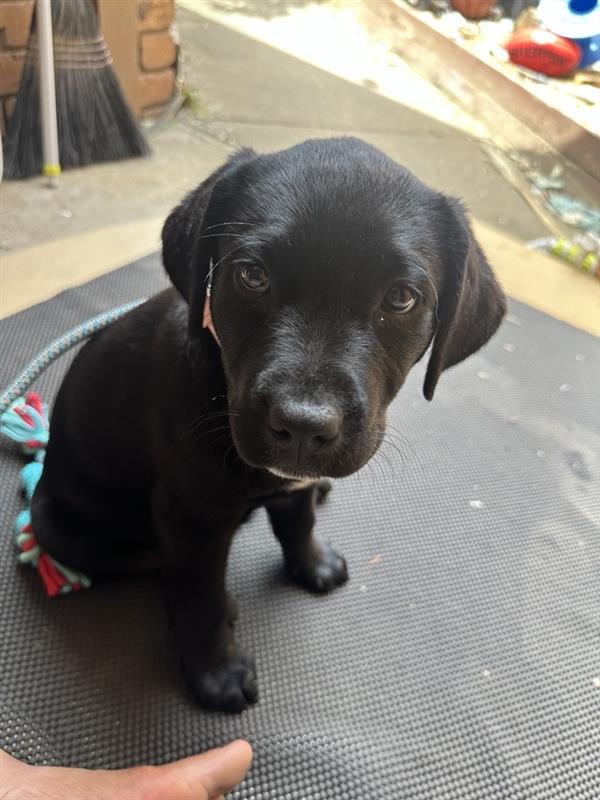 Other Dogs – Point Cook