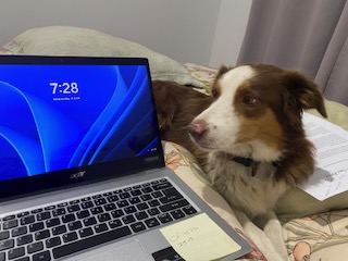 Border Collie – Gidgegannup