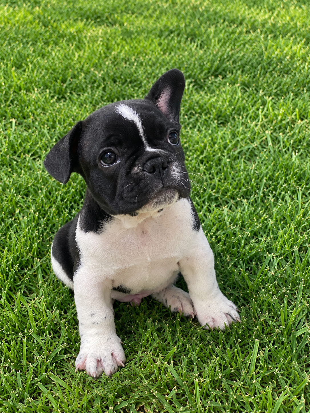 French Bulldog – Perth