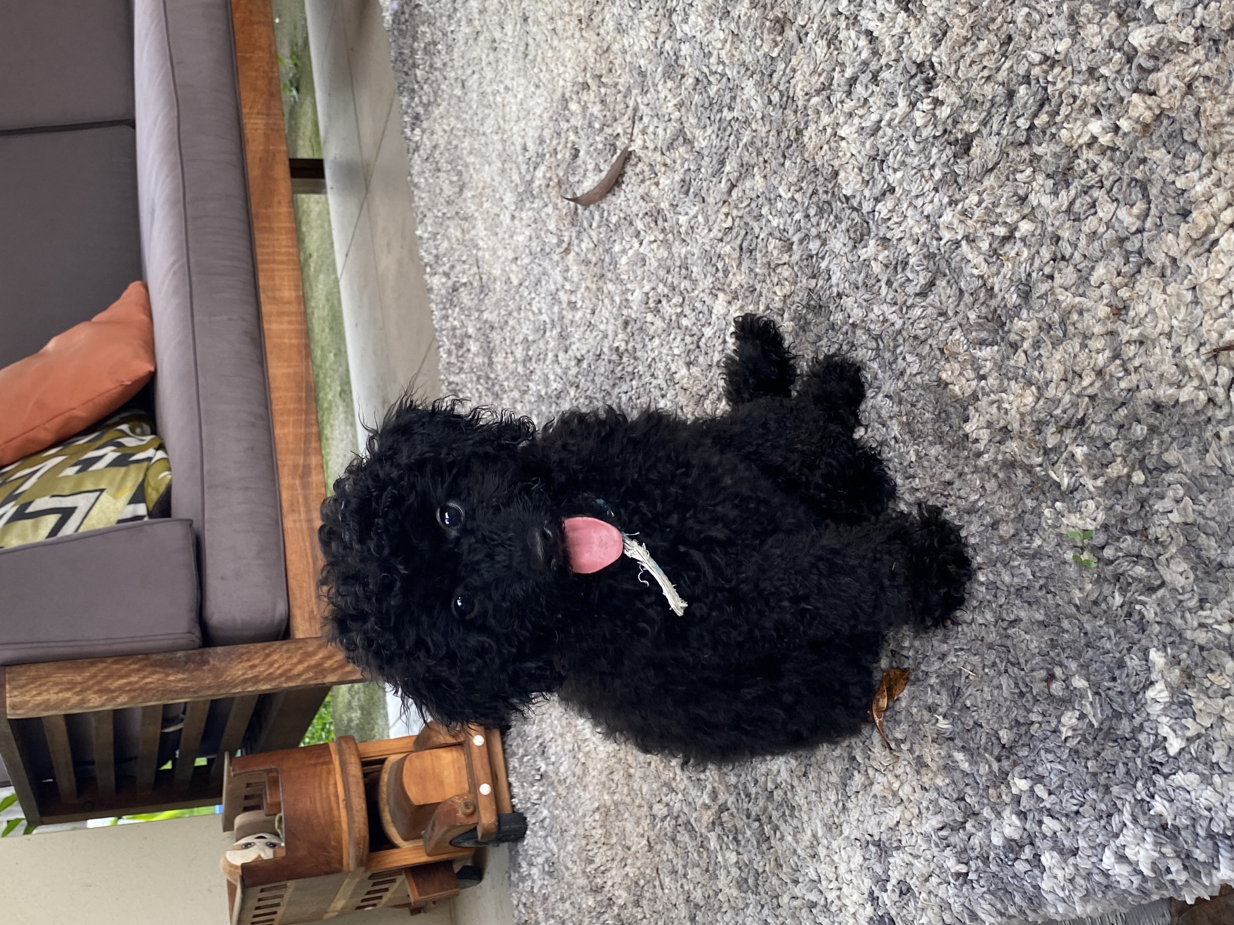 REDUCED Toy Poodle - North Lakes