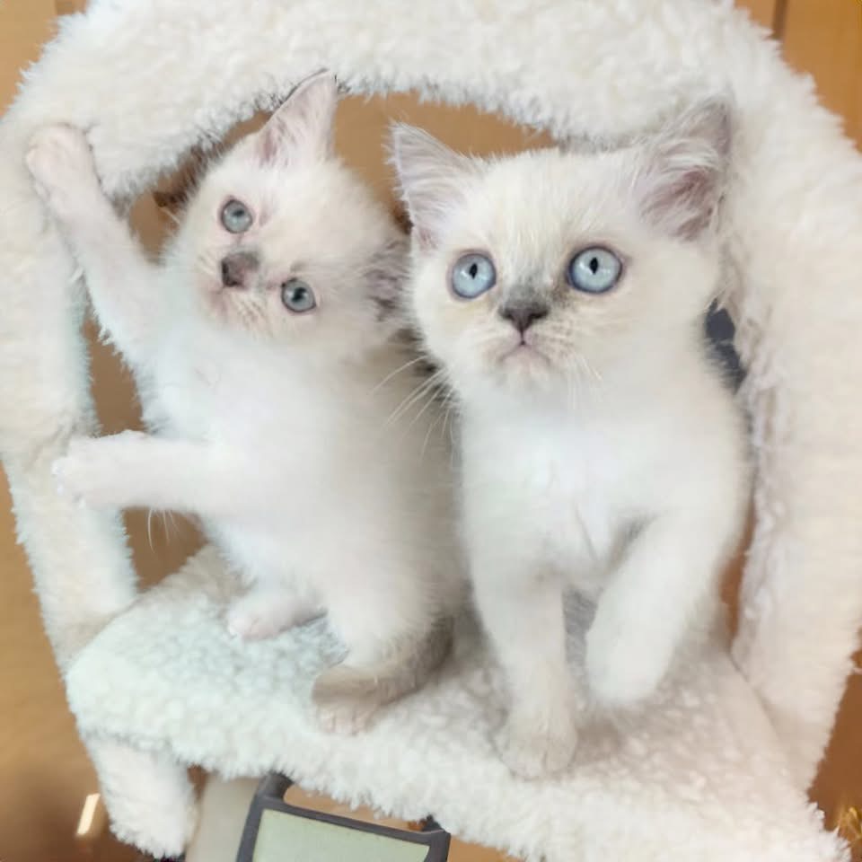 Exotic Shorthair – Jilliby