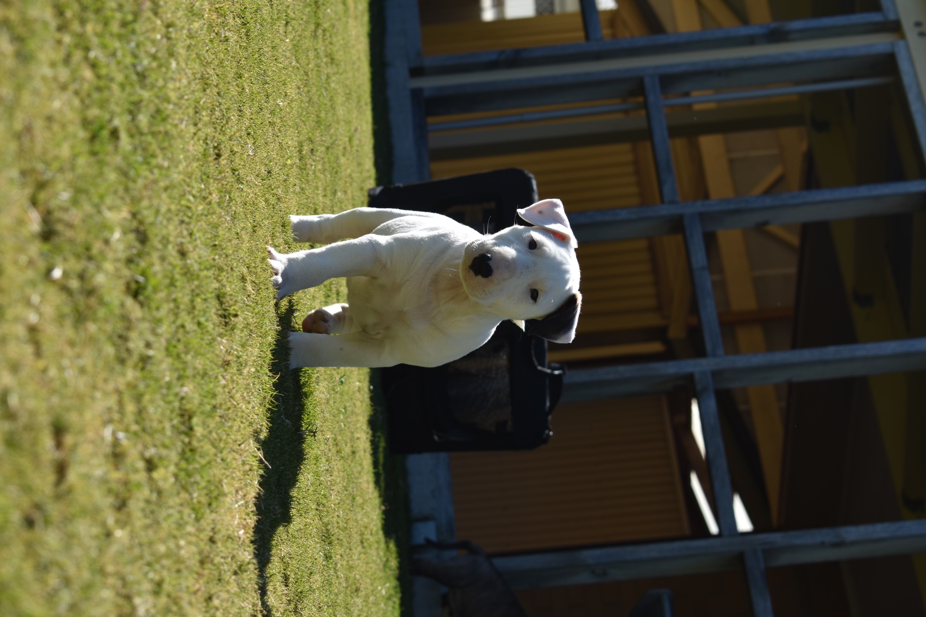 English Bull Terrier – Sellicks Beach