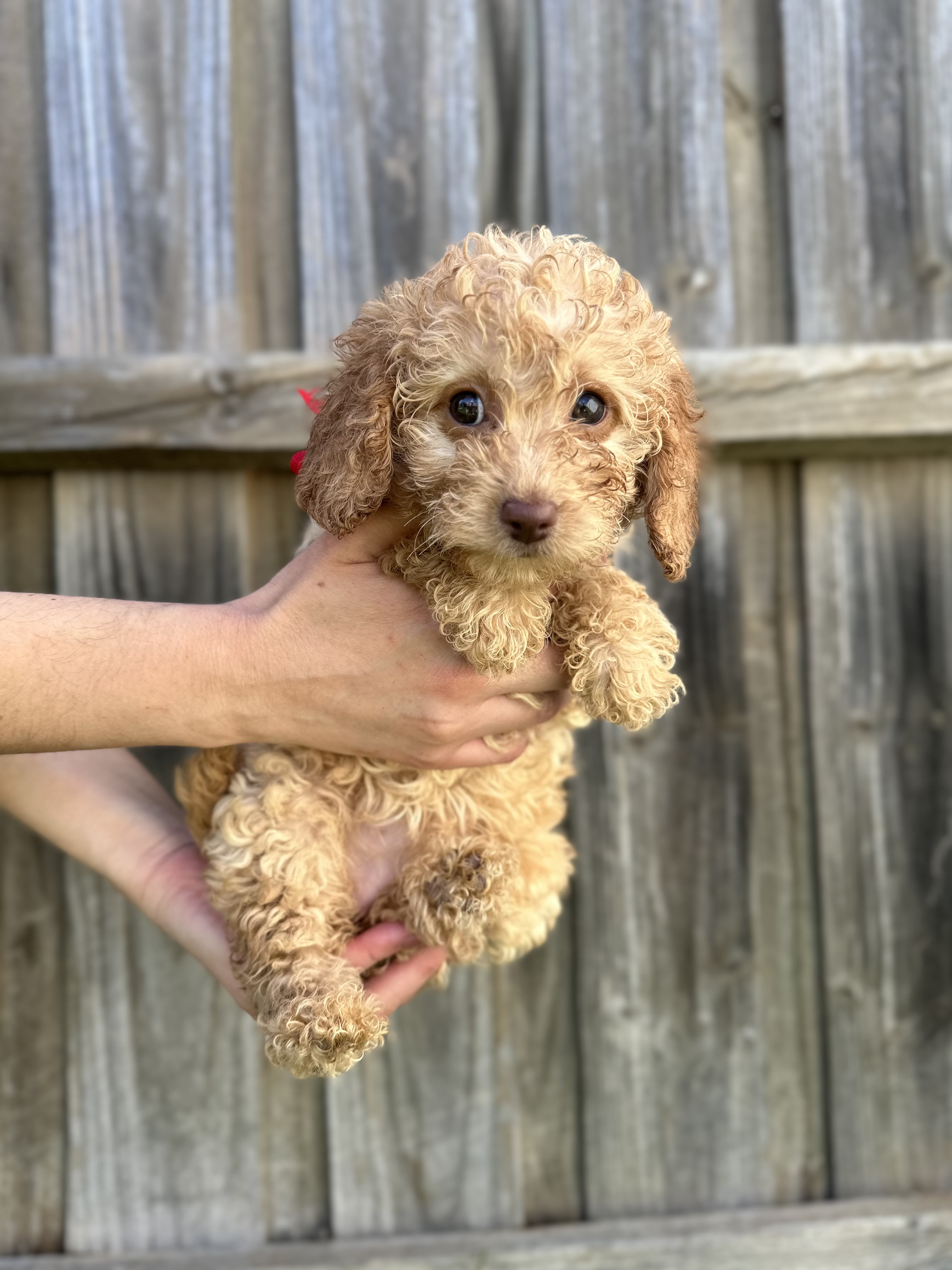 Cavoodle puppies, what a beautiful Xmas present …