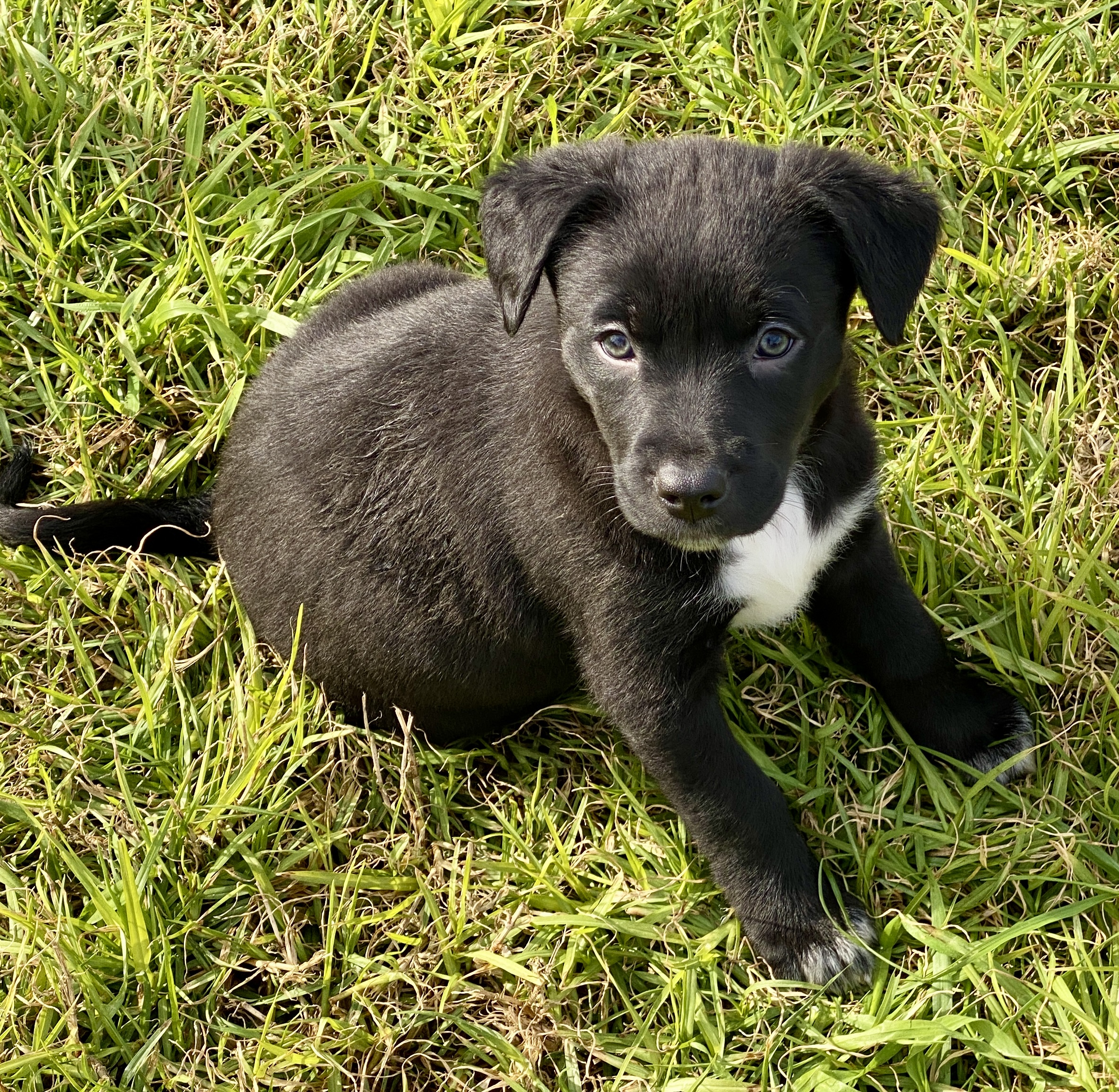 Border Collie Kelpie Cross Puppies For Sale
