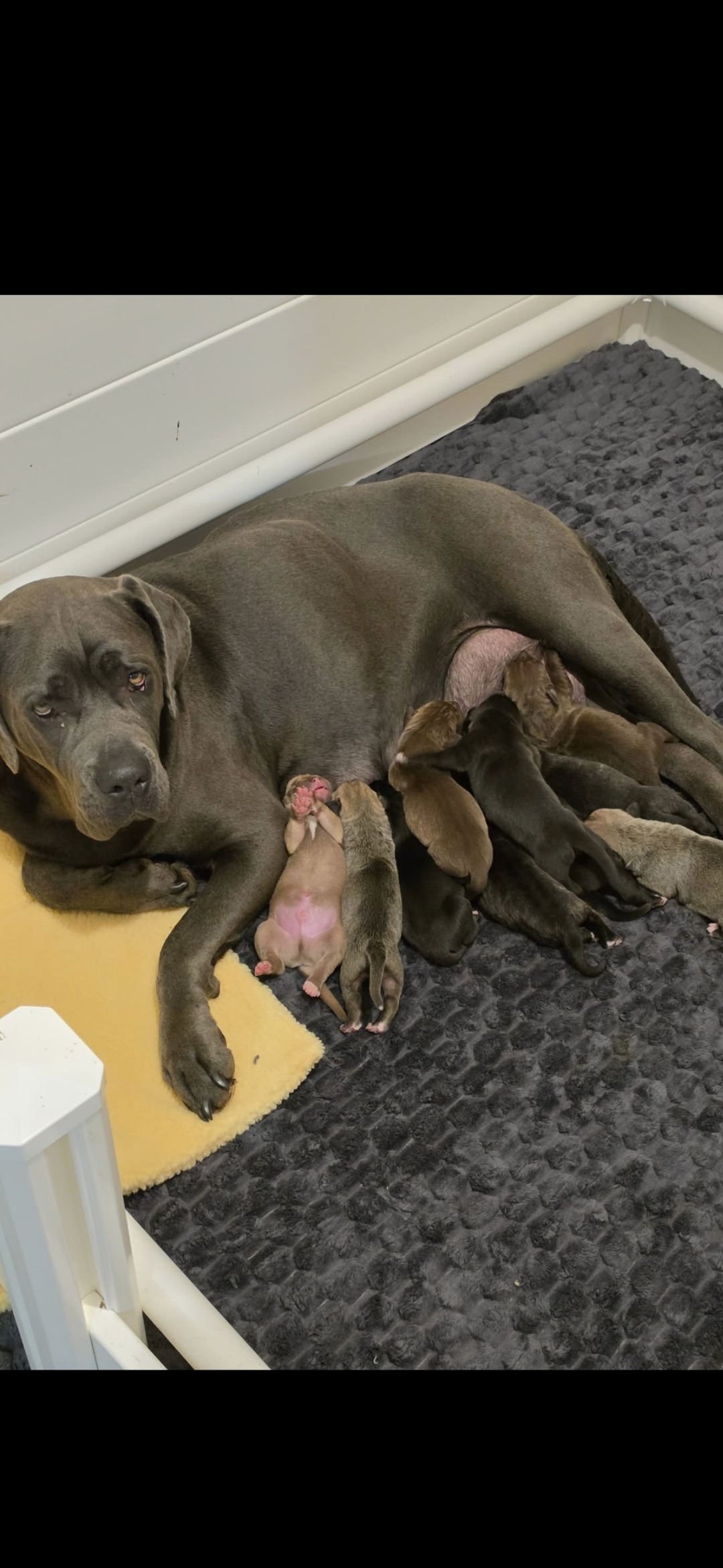 Neapolitan Mastiff – Strathalbyn