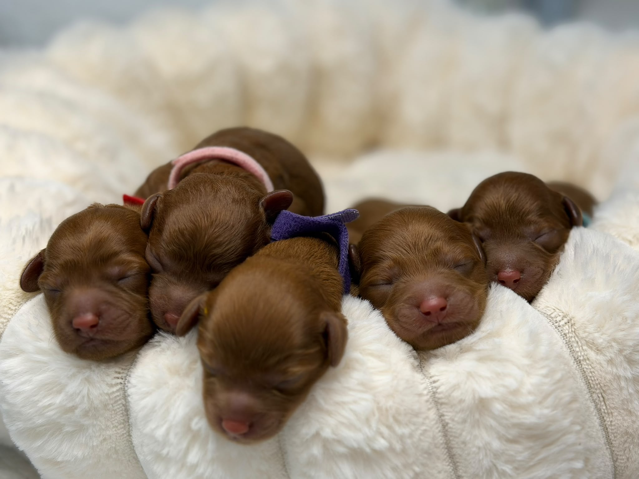 Cavoodle – Little Joy Cavoodles