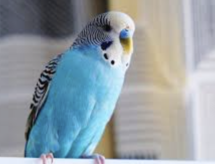 Budgerigar – Concord