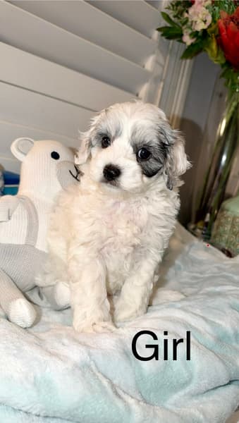 Toy Cavoodle – Essendon