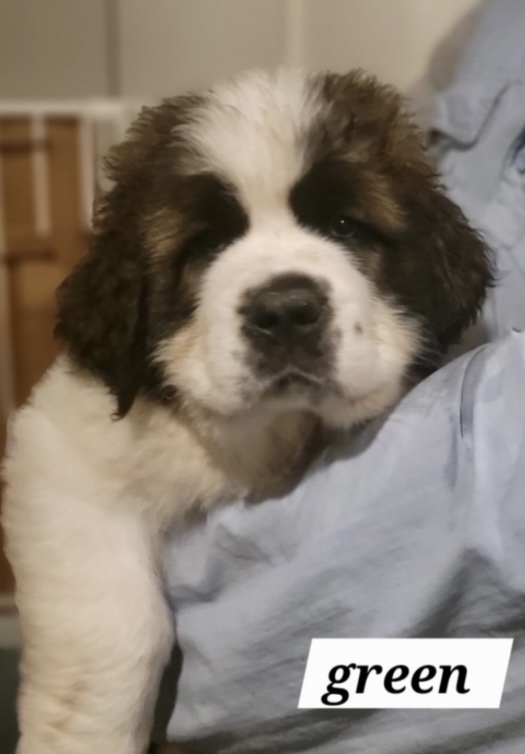 Saint Bernard – Mount Tarampa