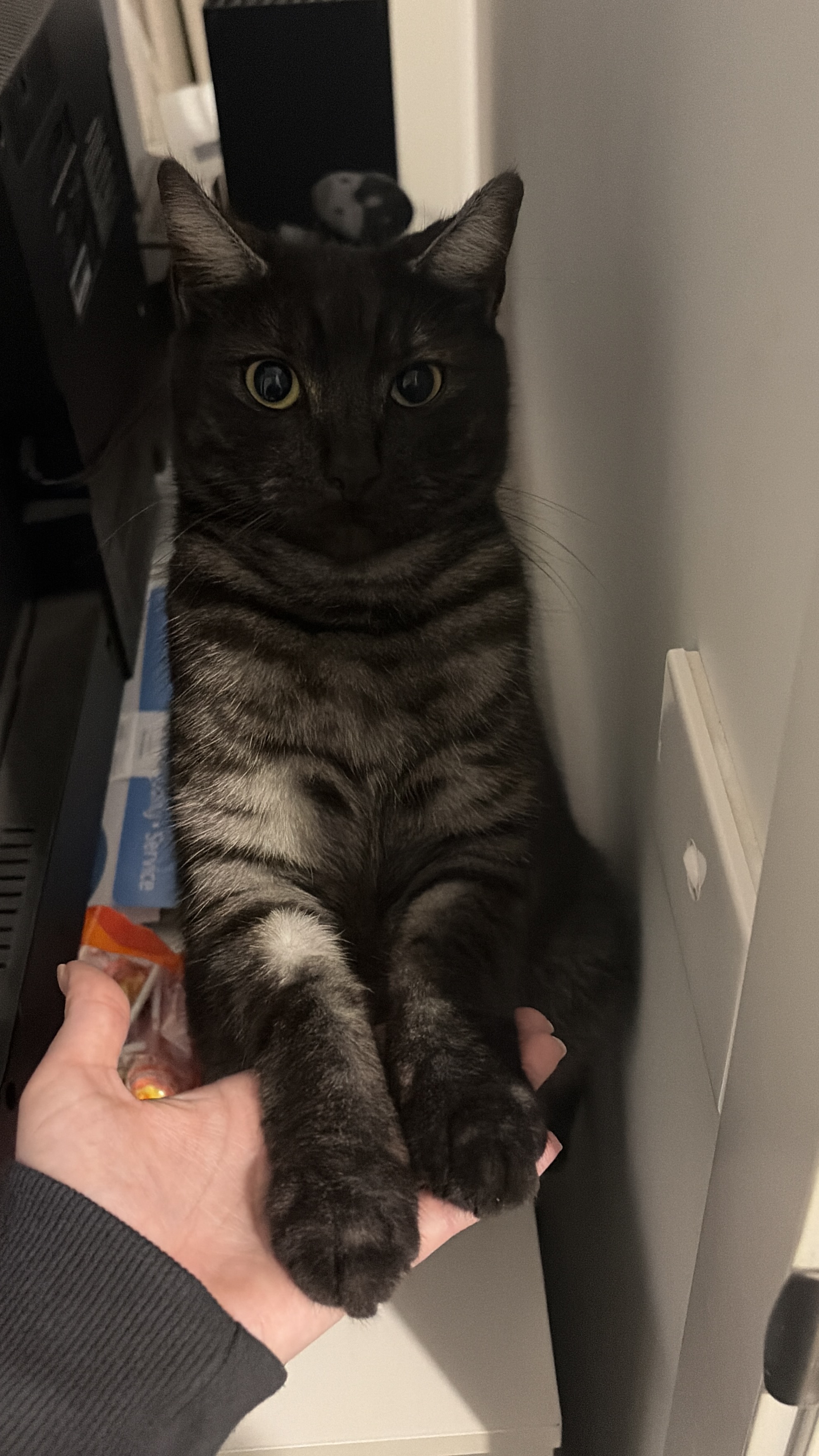 Domestic Short Hair (DSH) – Newborough