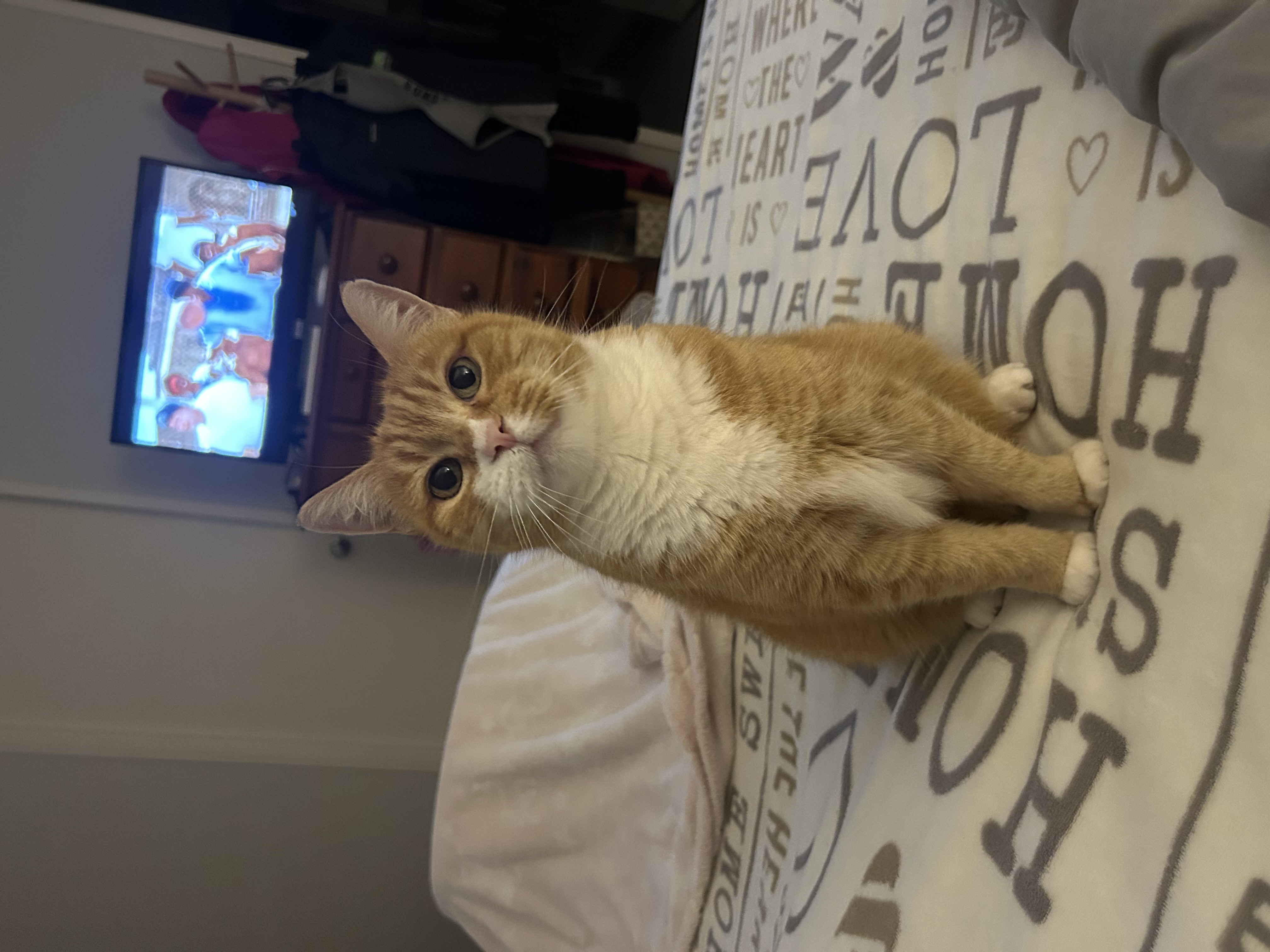 Ginger Cat – Redland Bay