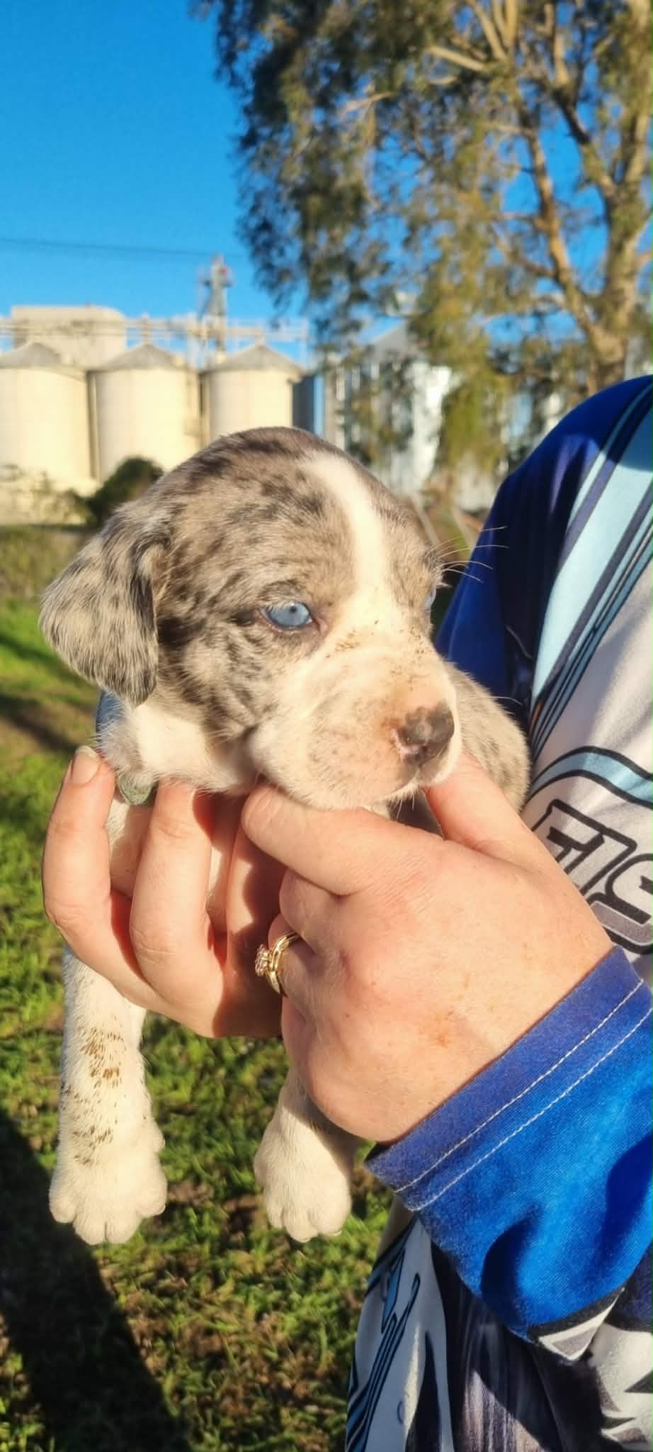 Catahoula Leopard Dog – Warwick