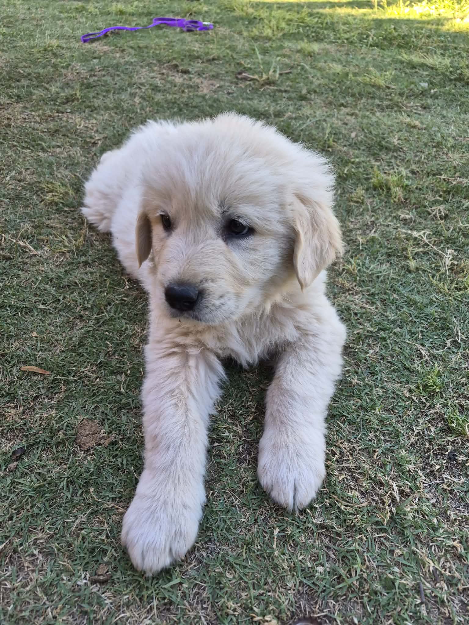 Golden Retriever – Adelaide