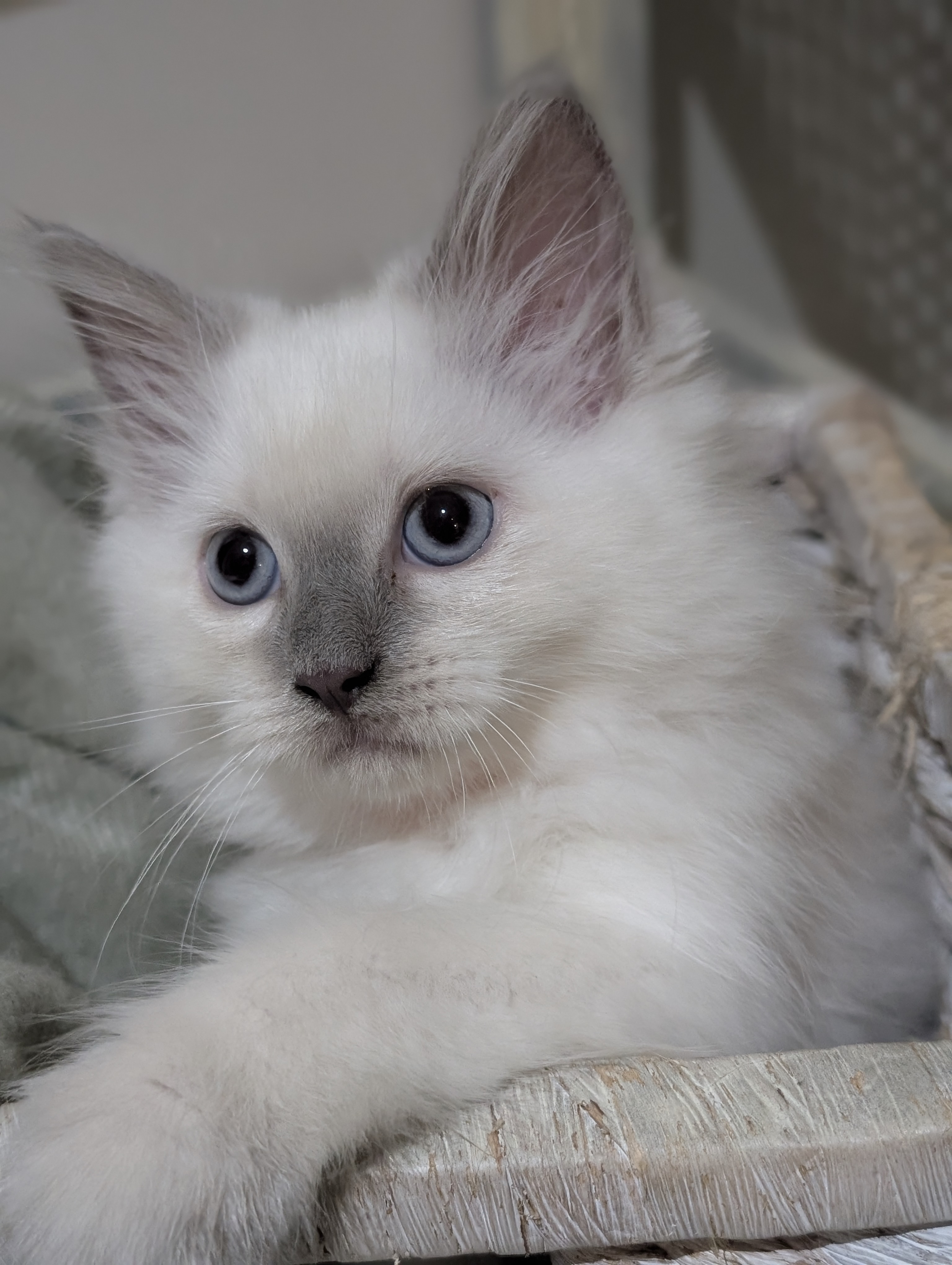 Ragdoll – Crestmead
