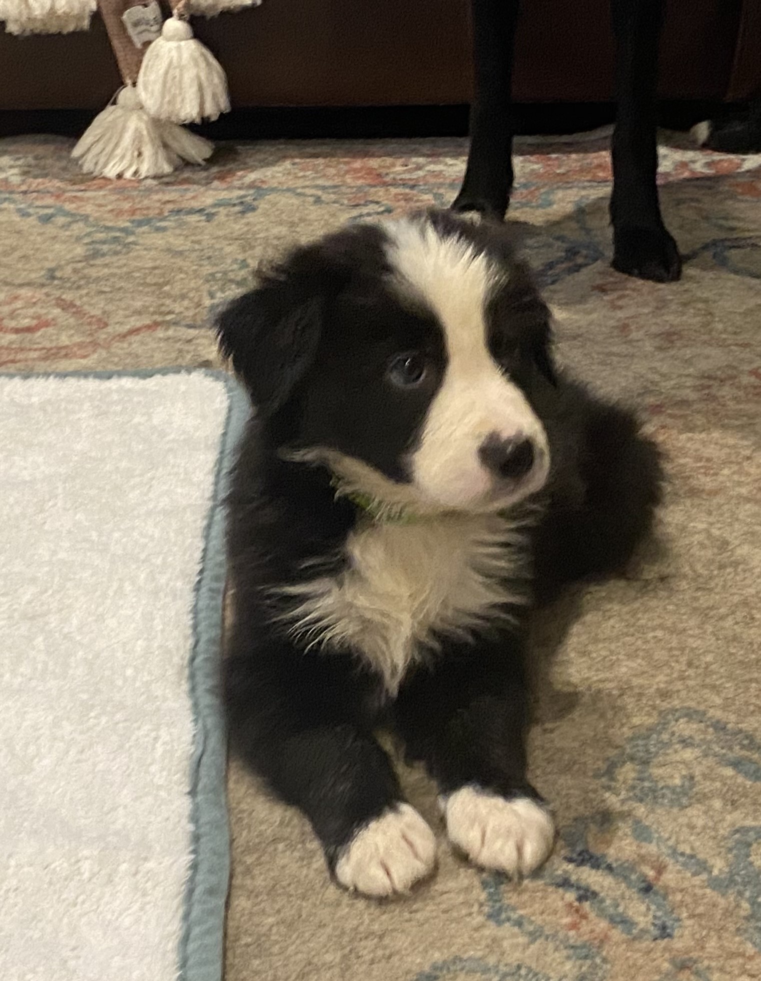 Purebred Border Collie Puppy Looking For His Forever Home!