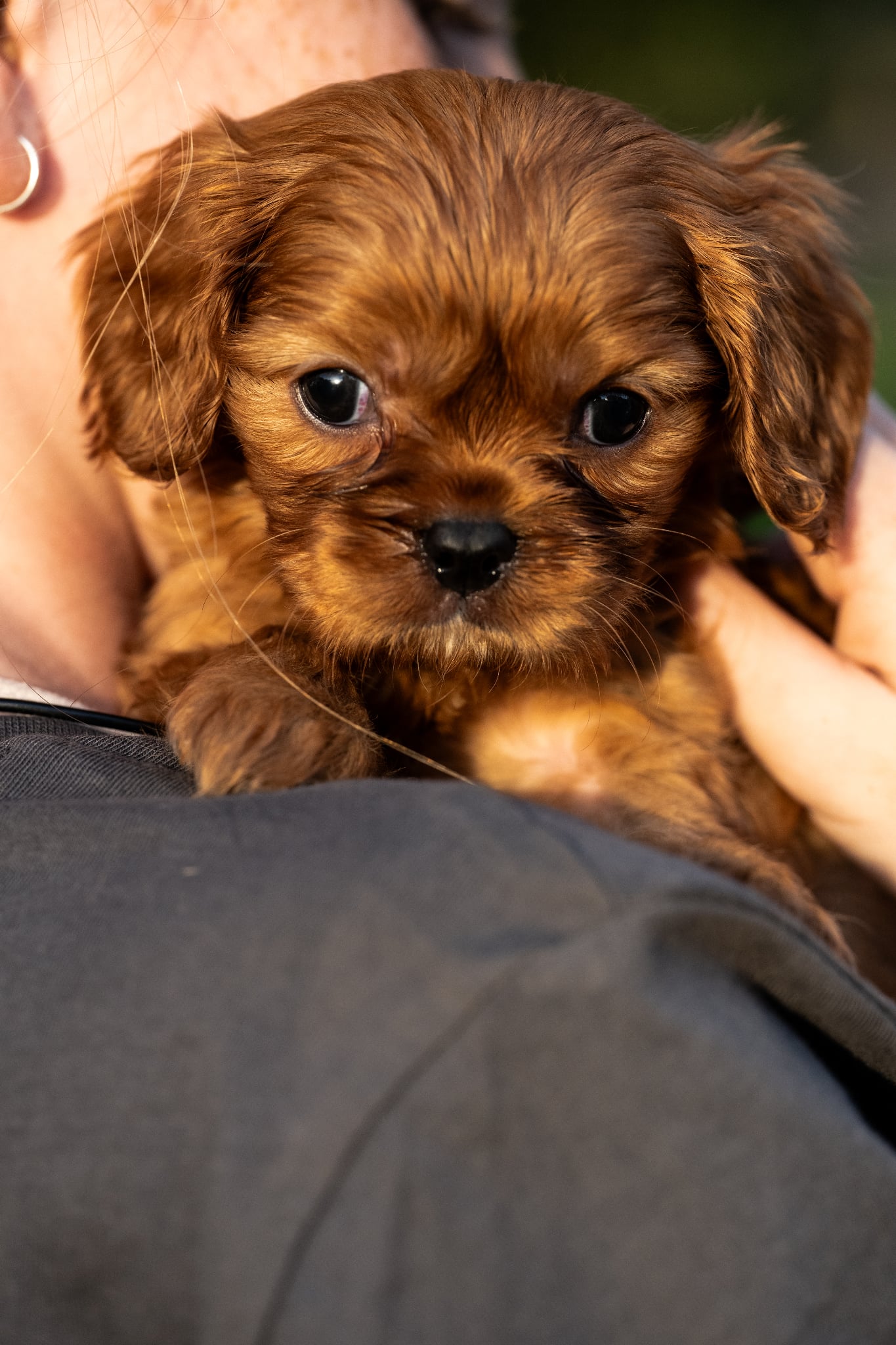 Cavalier King Charles Spaniel – Mirboo North