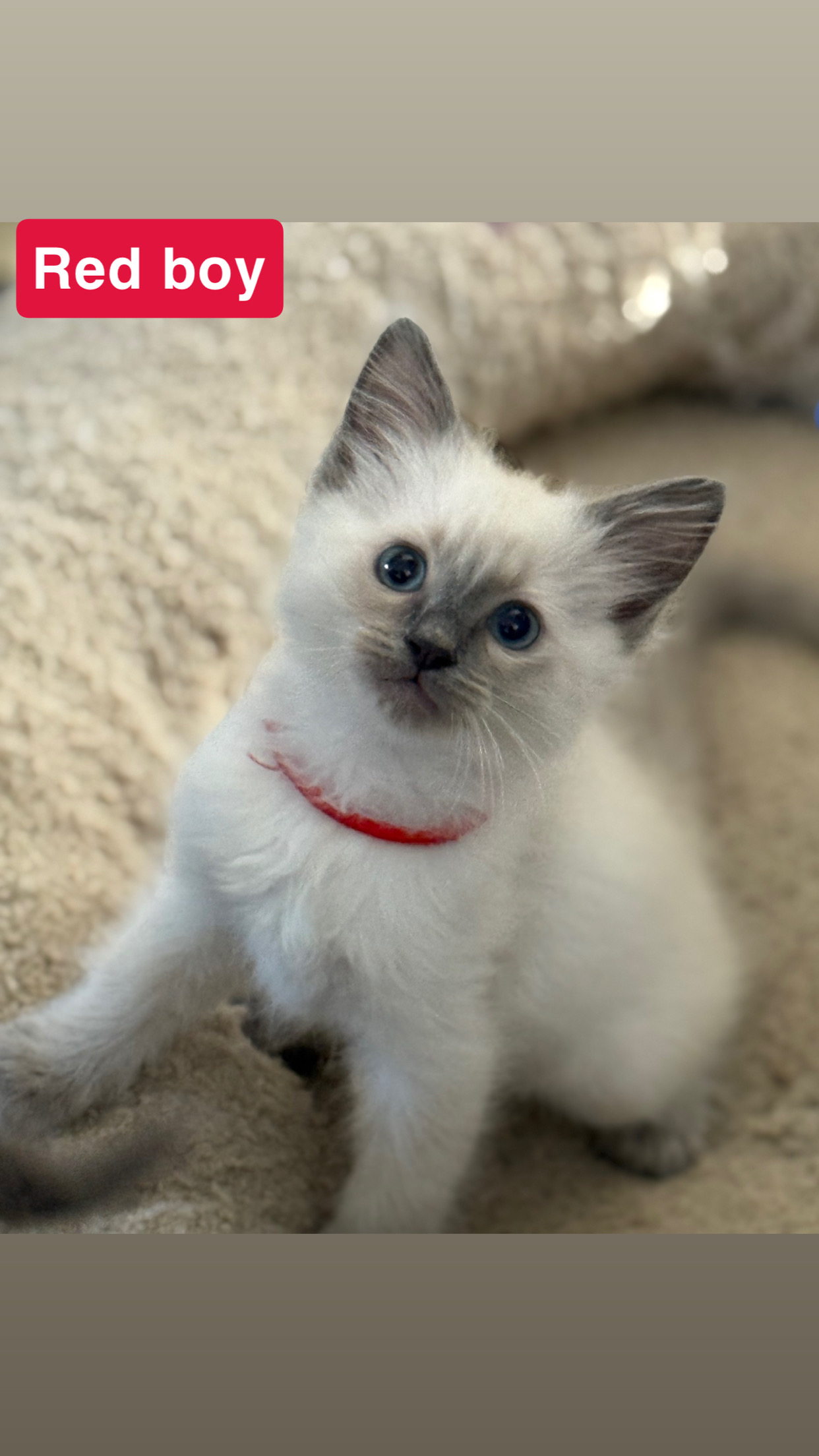 Ragdoll – Broadmeadows