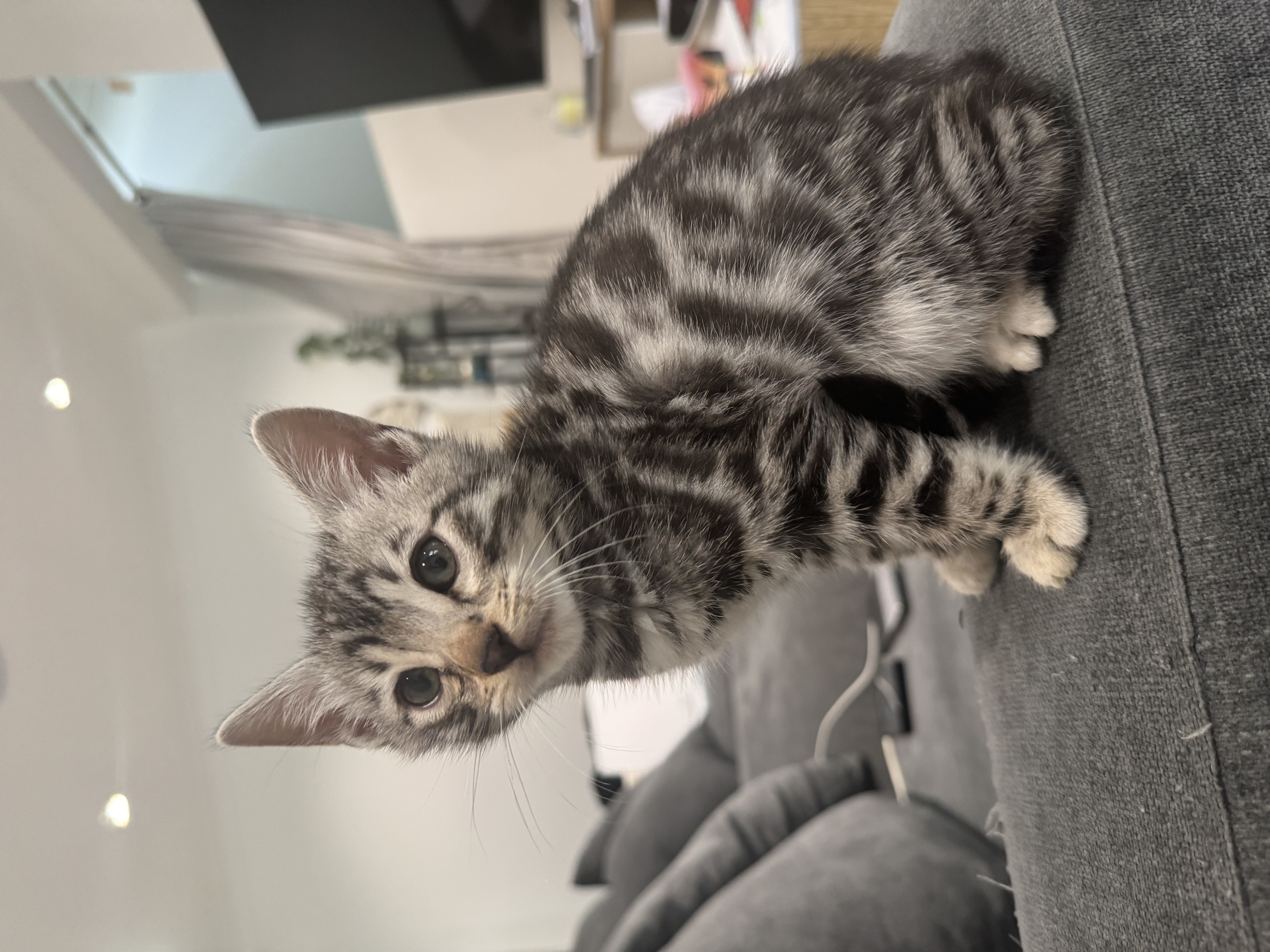 Bengal – Granville