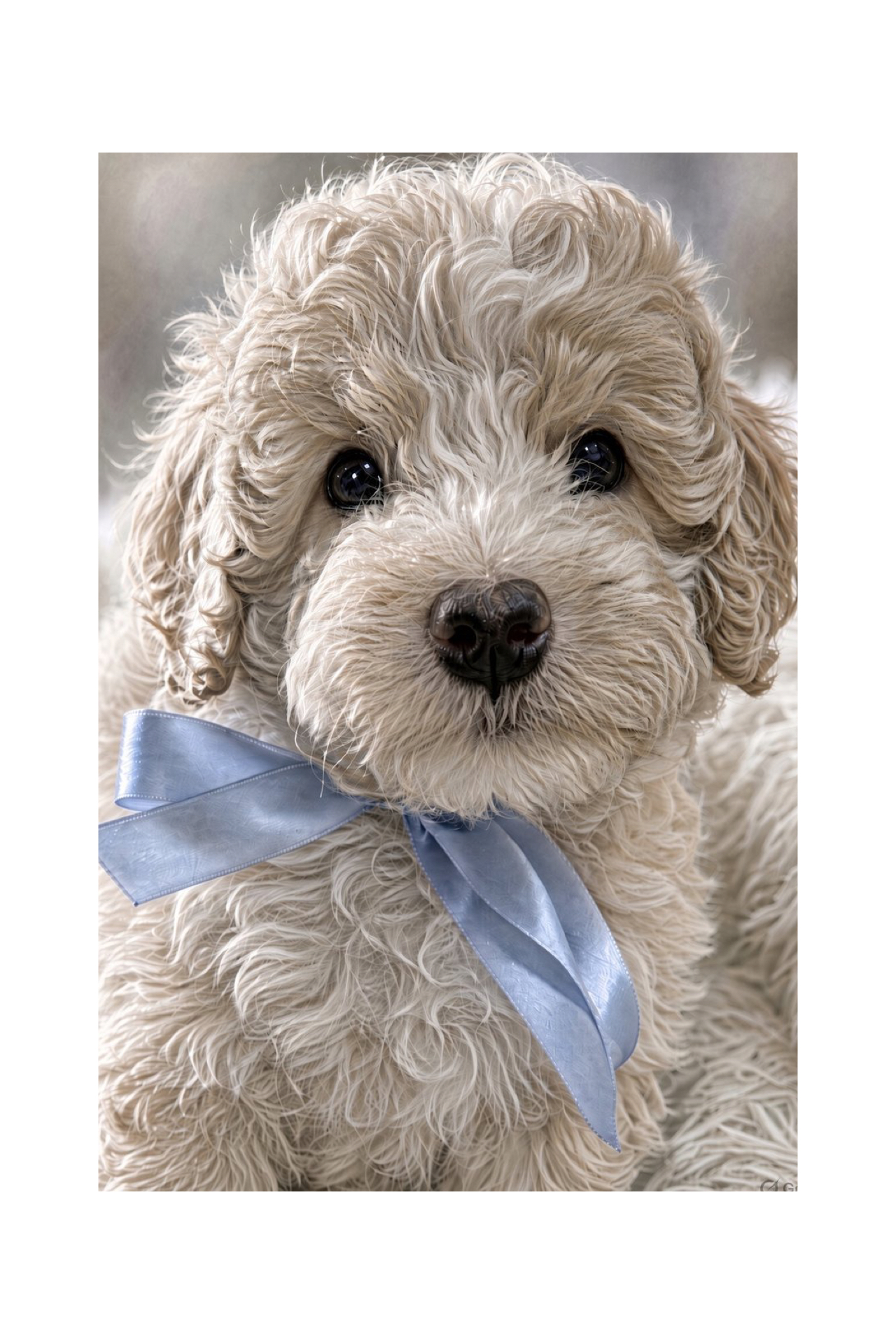 Cavoodle – Lalor