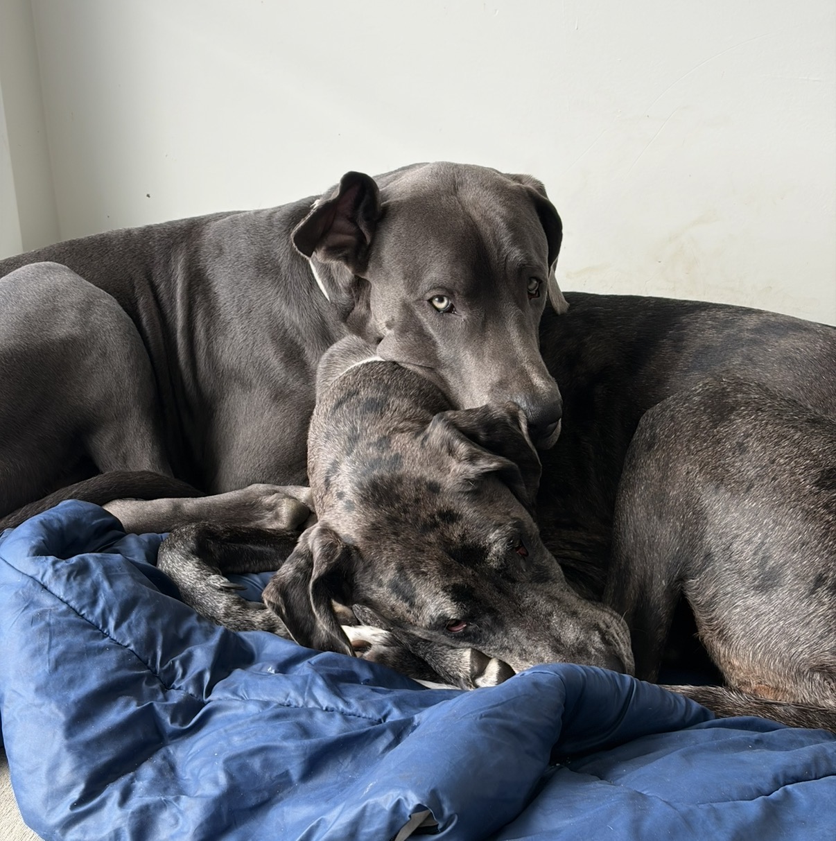 Great Dane – Aya Parsons