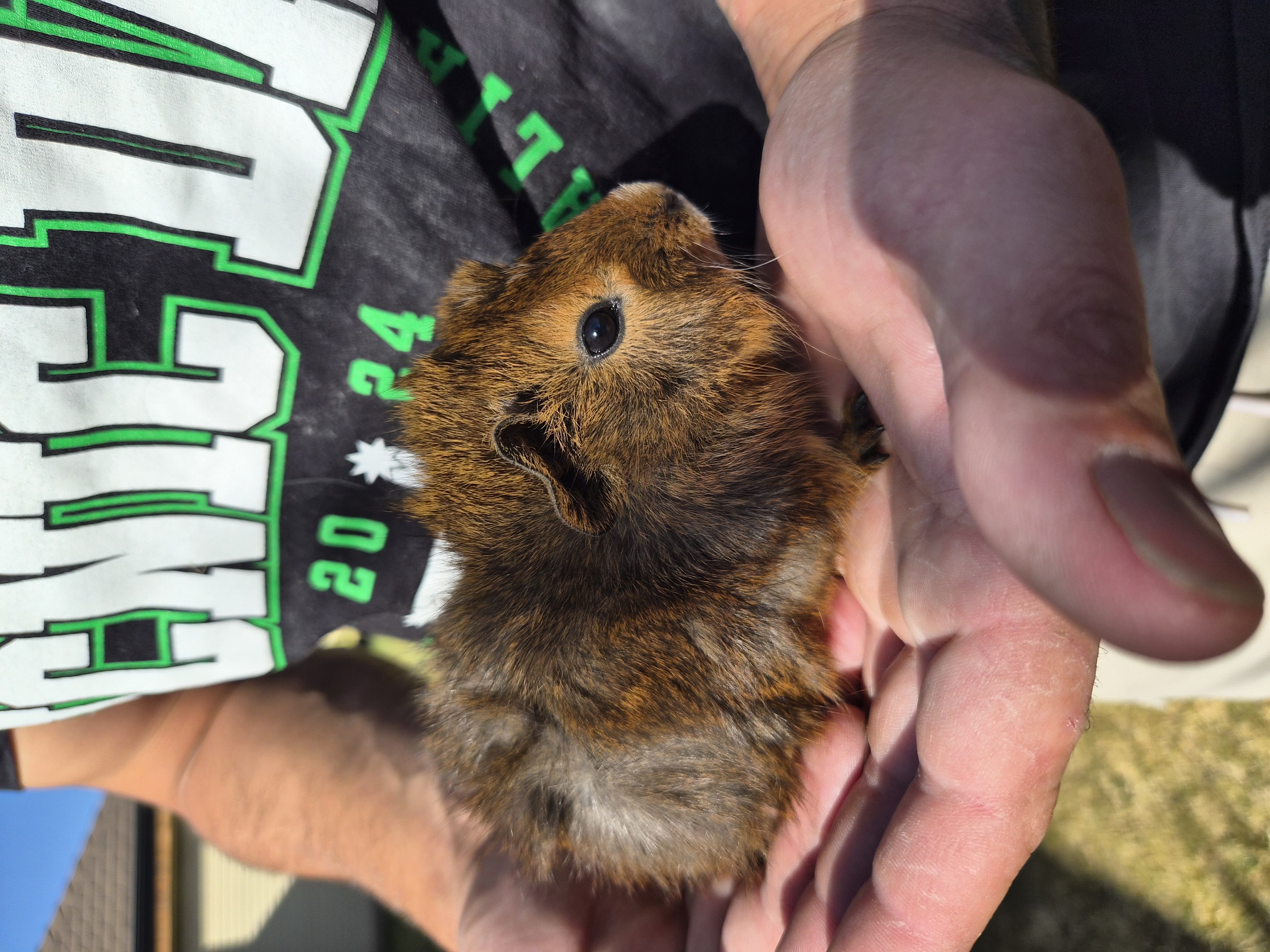 Guinea Pig – Paralowie