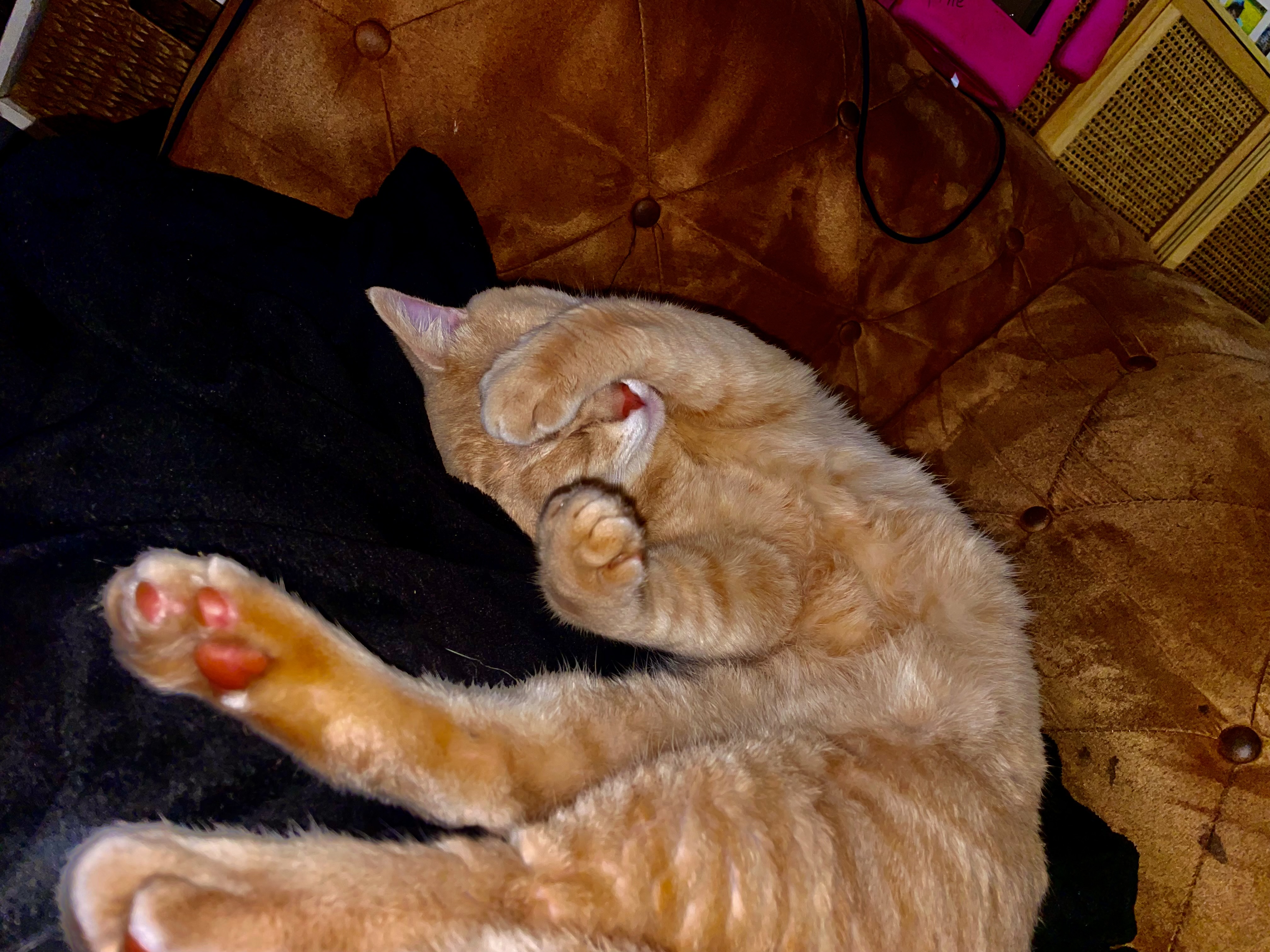 Other Cats – Banksia