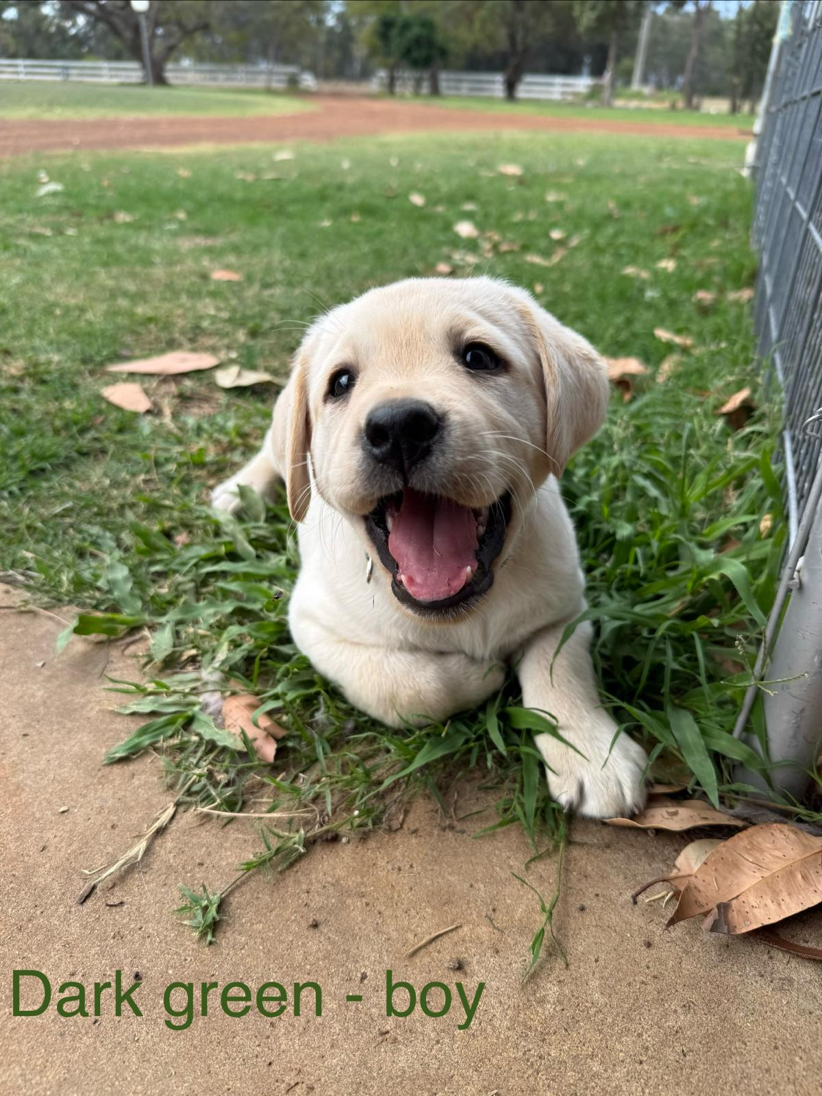 Labrador Retriever – Chinchilla