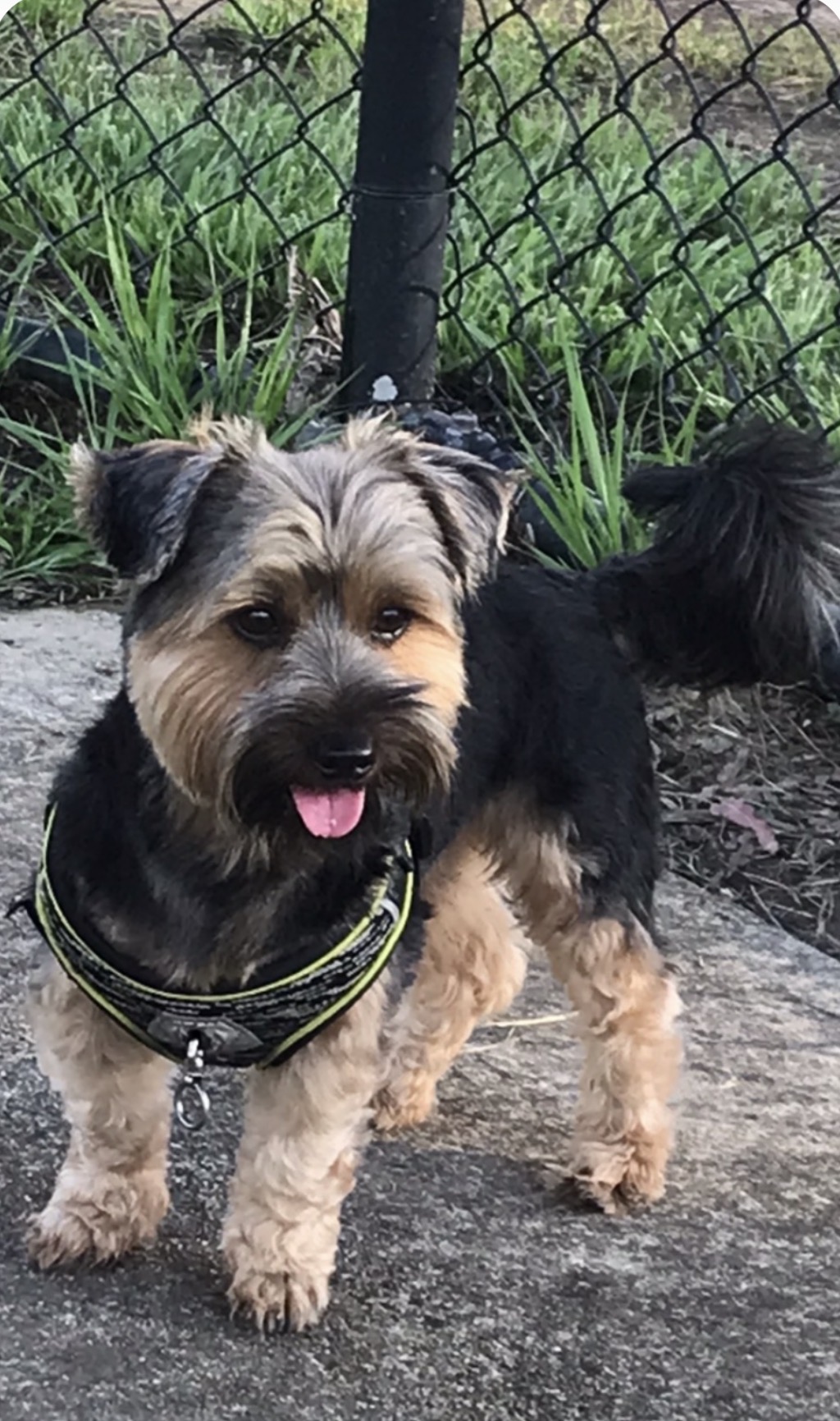 Australian Silky Terrier – Caboolture