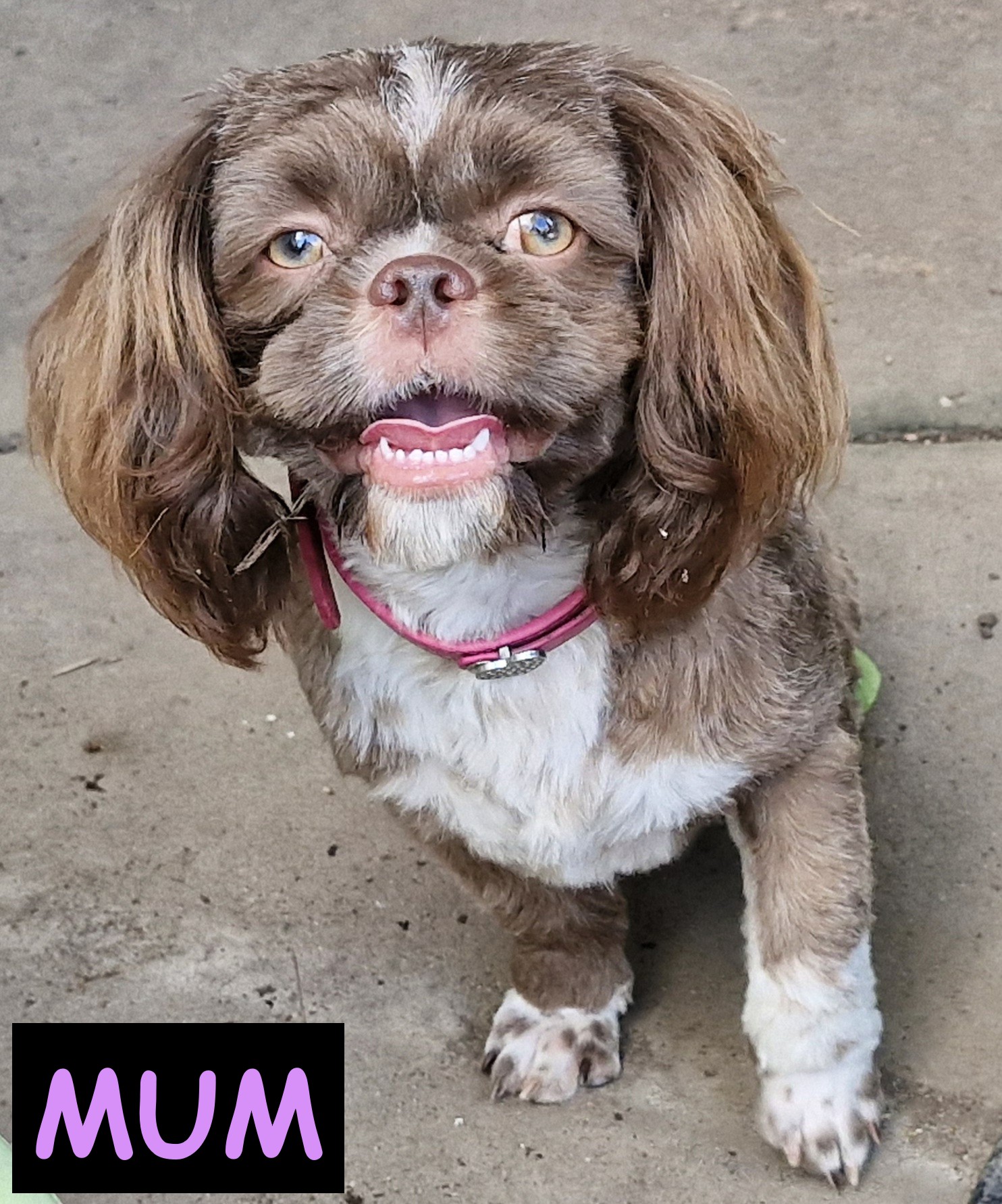 Shih Tzu – Bellmere