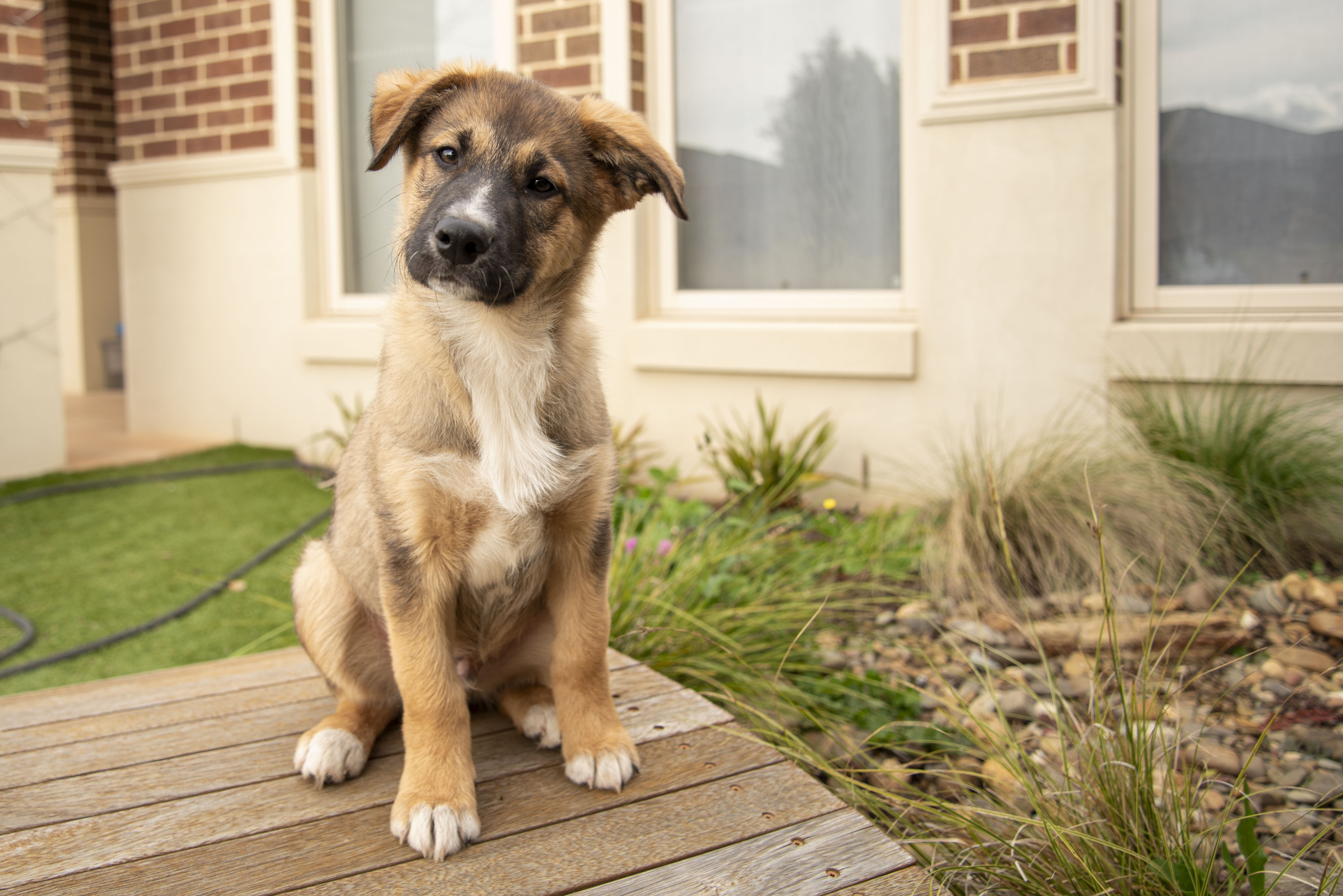 German Shepherd – Melton