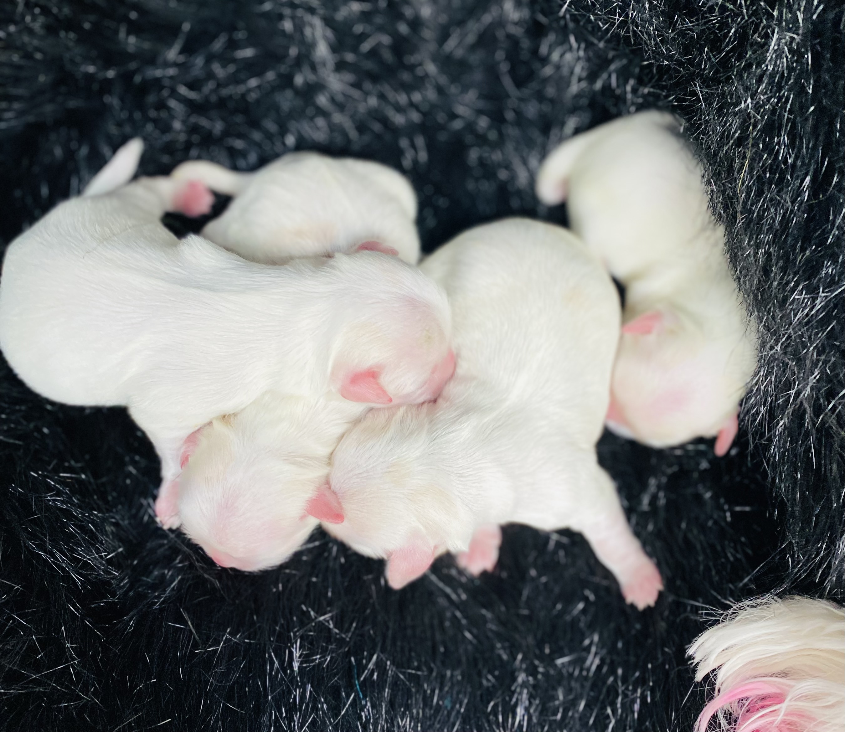 Maltese – C zanardi