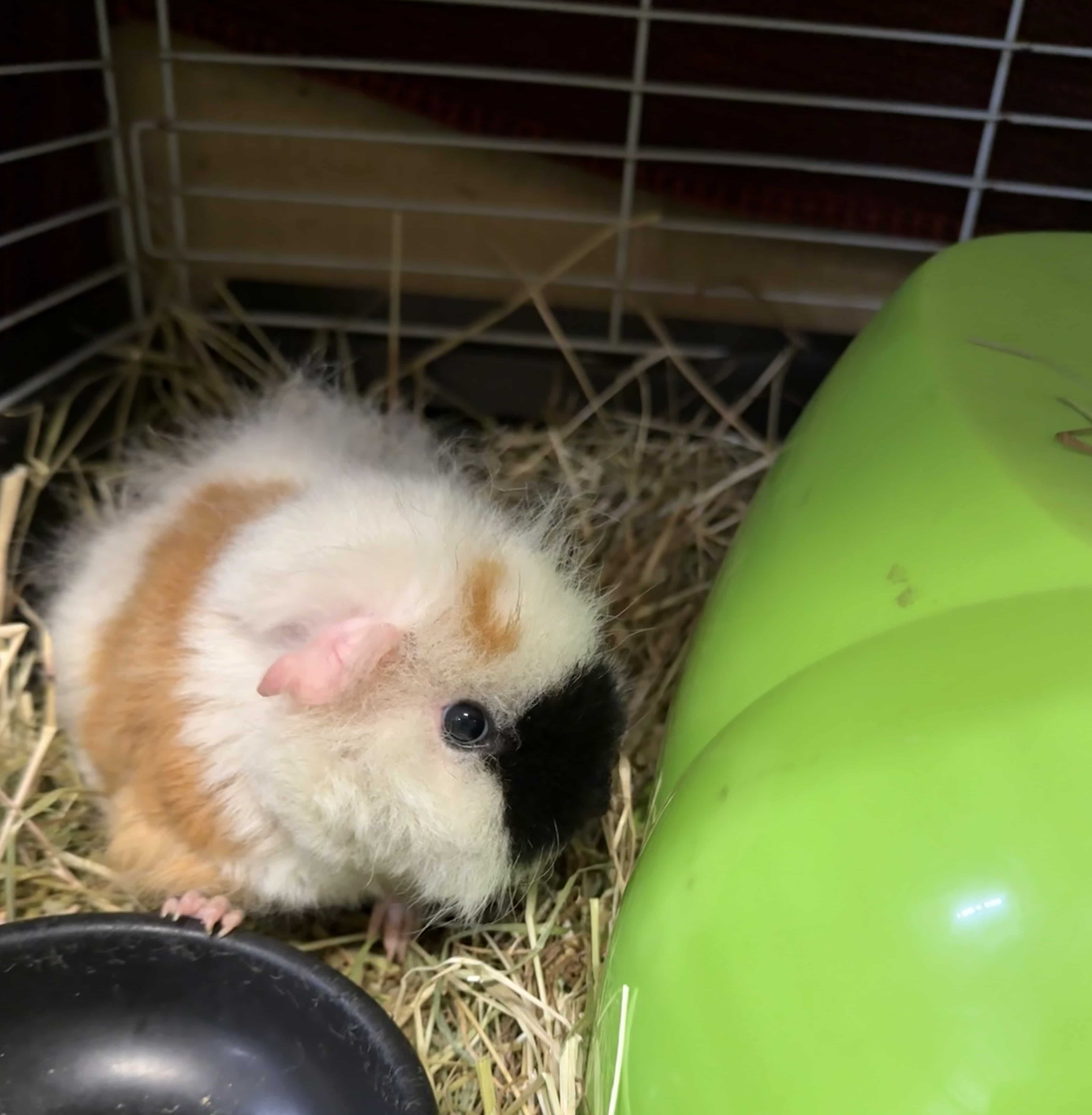 Guinea Pig – Yagoona