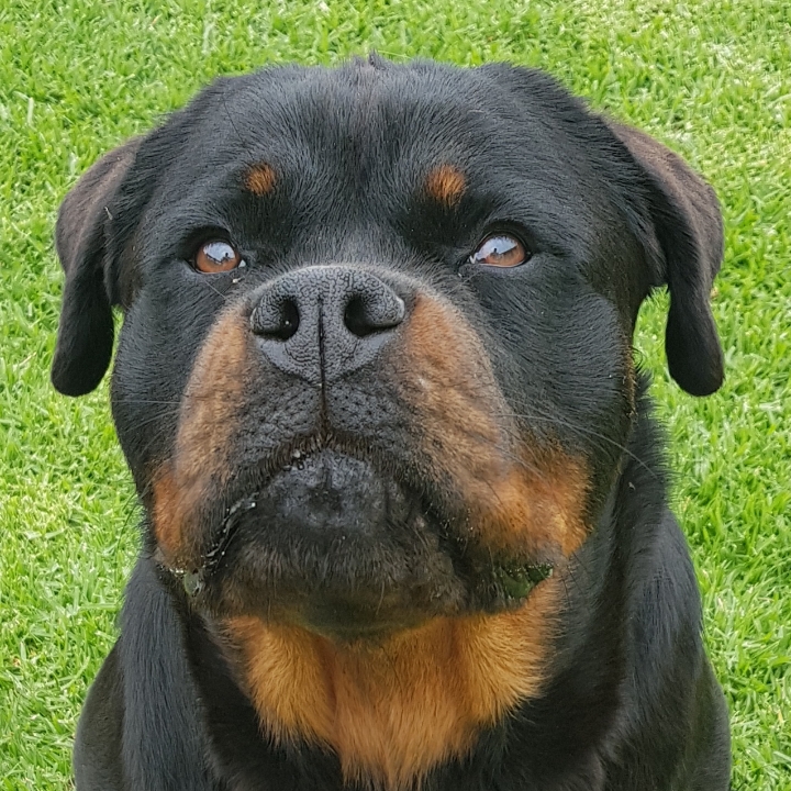 Rottweiler