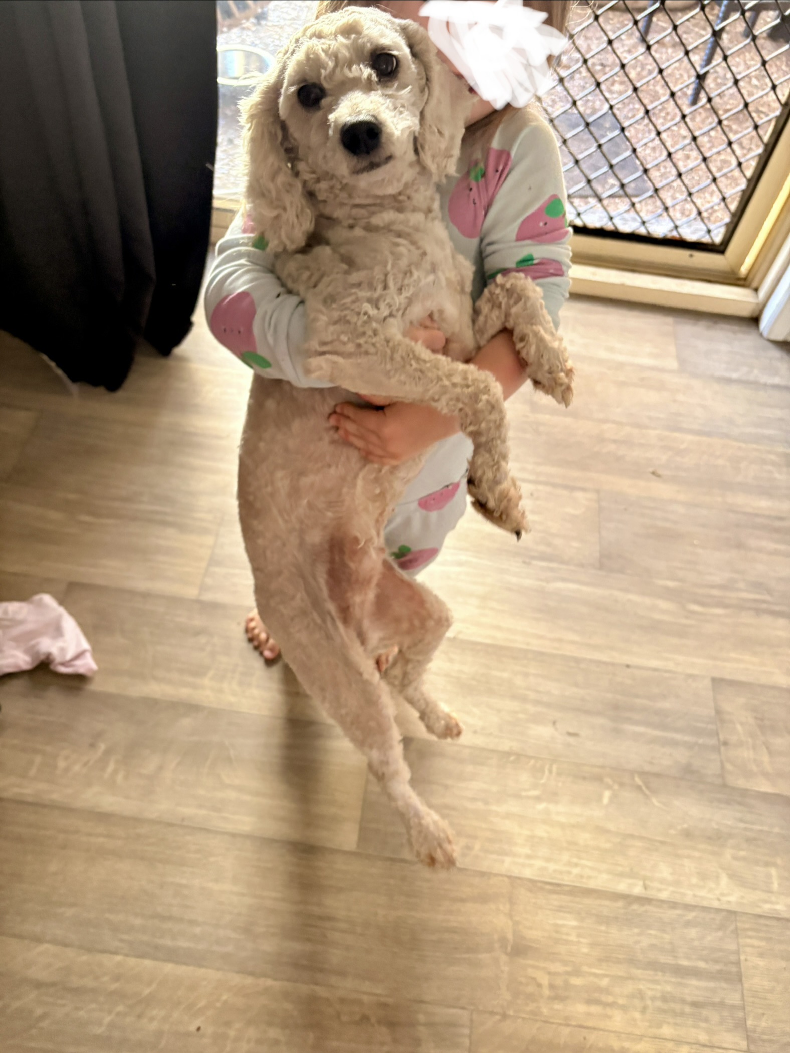 Cavoodle – Bundaberg Central