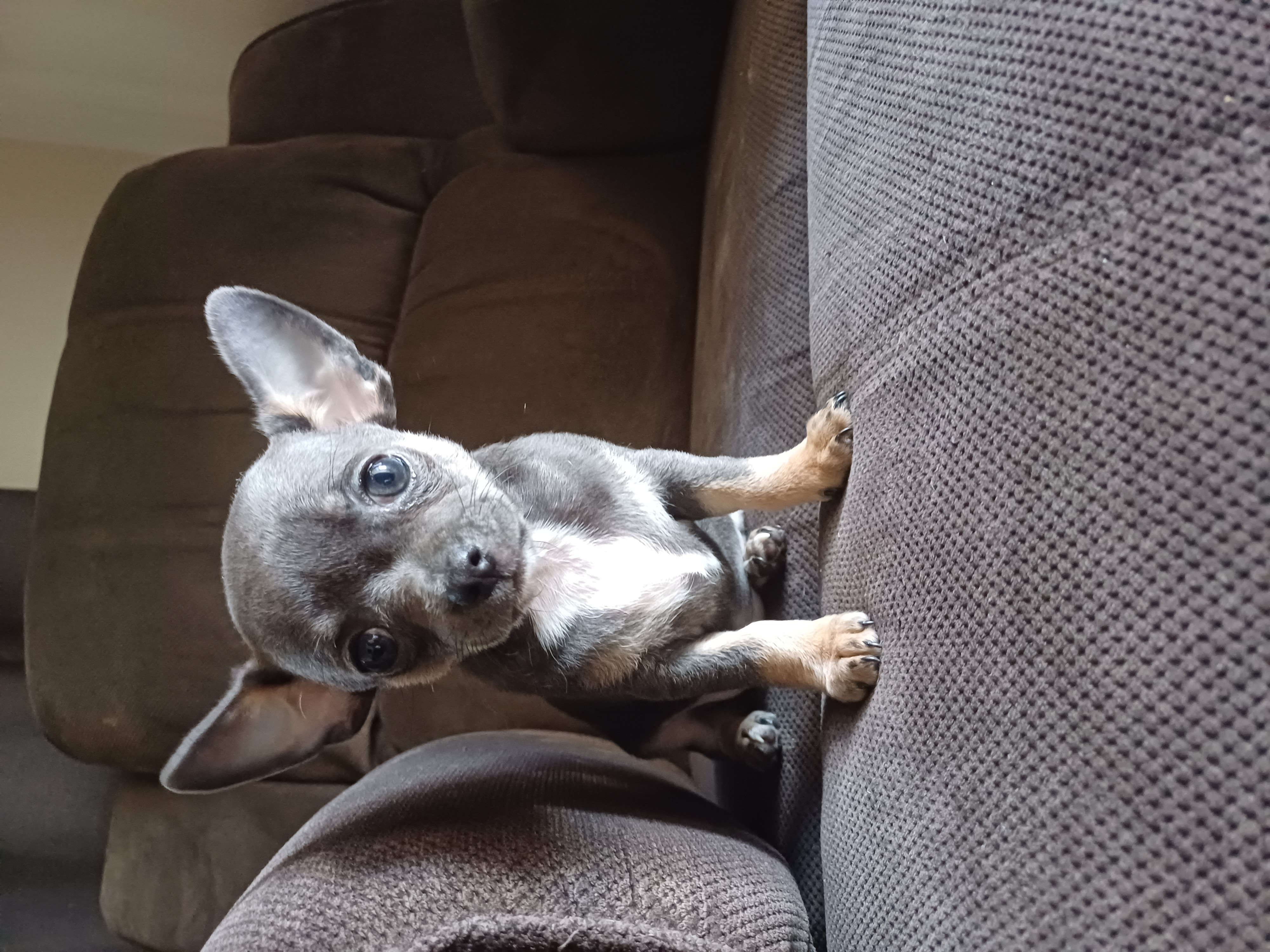 Chihuahua – Capella