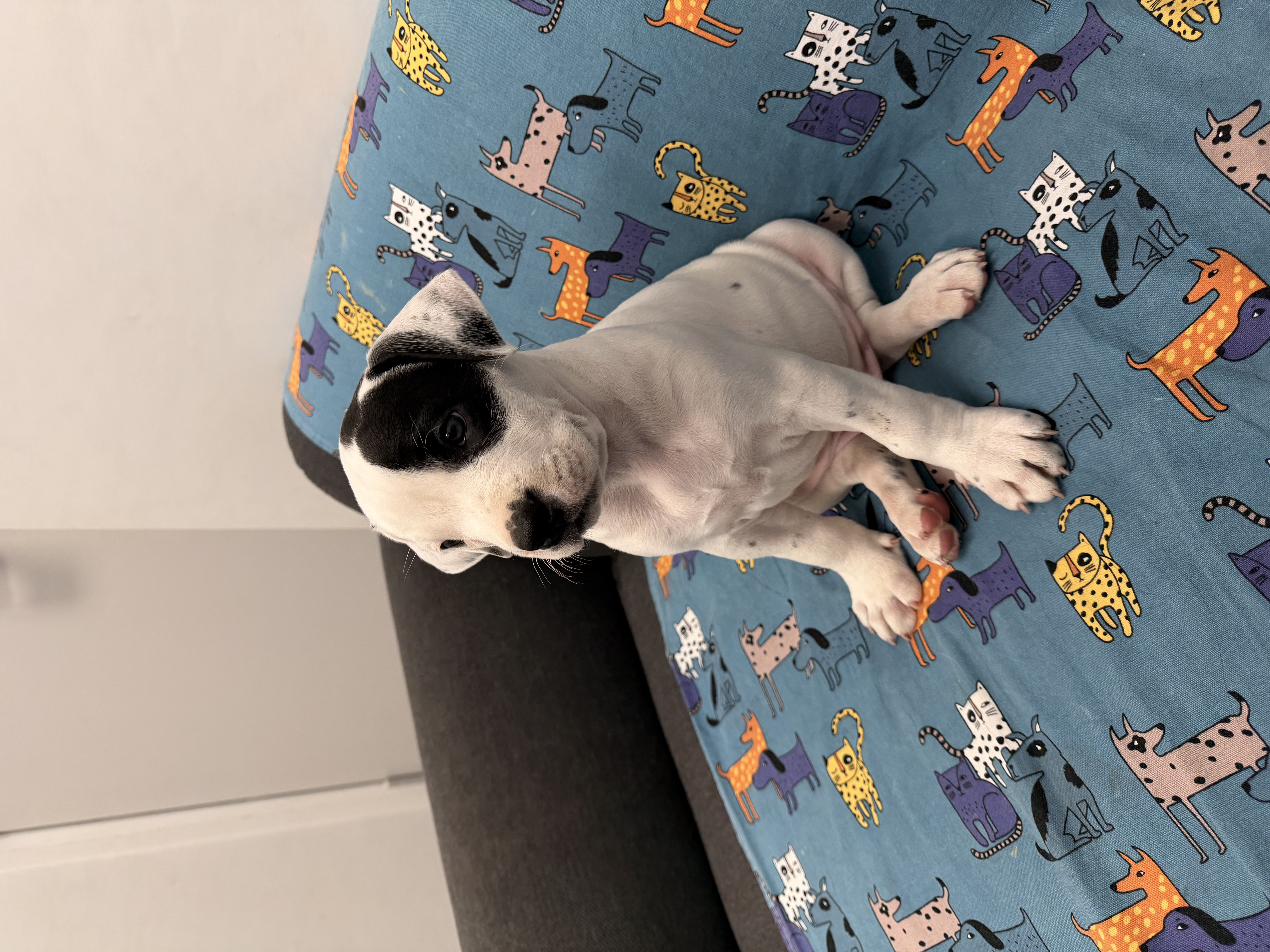 American Bulldog – Halls Head