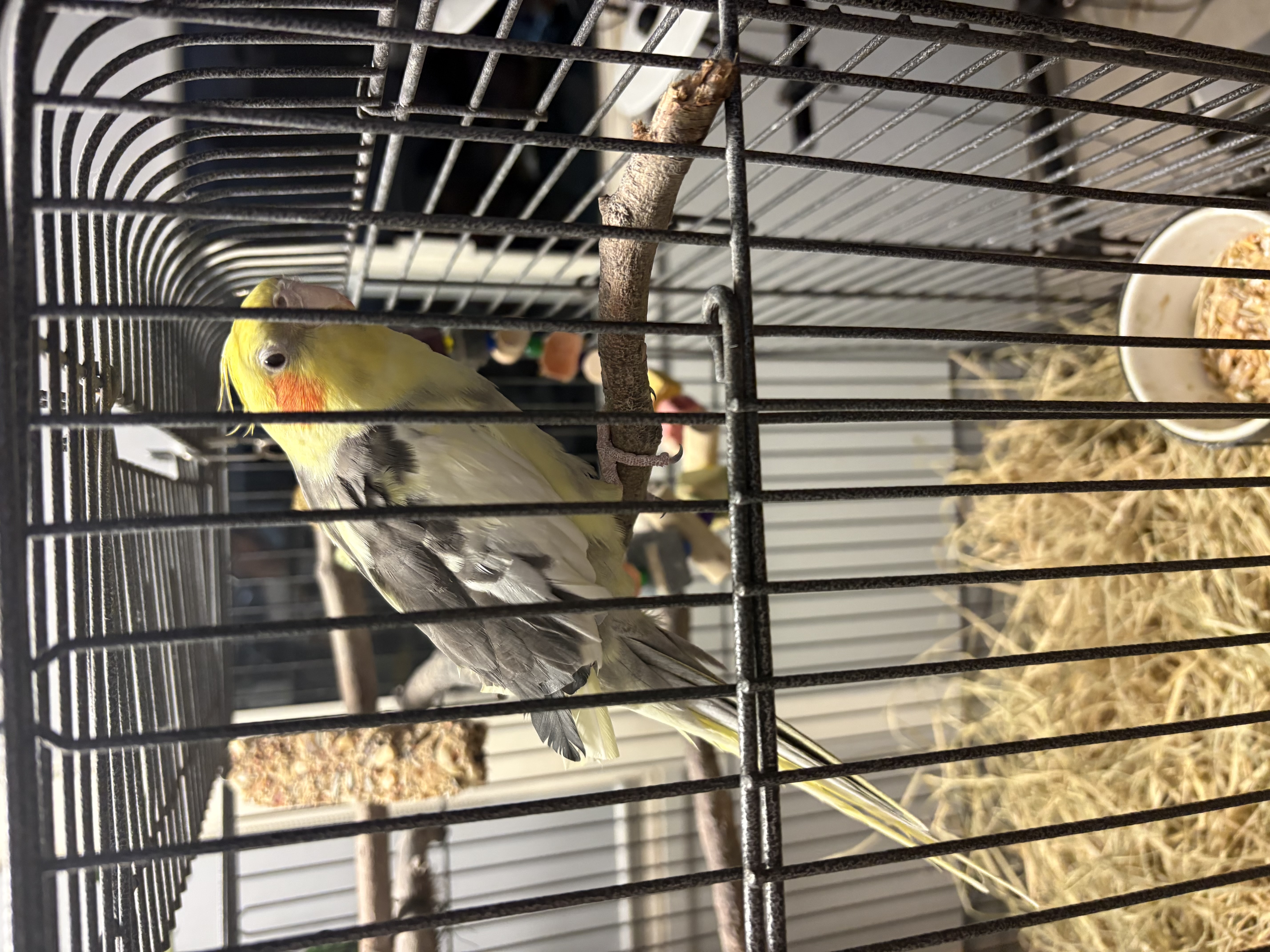 Cockatiel – Acacia Ridge