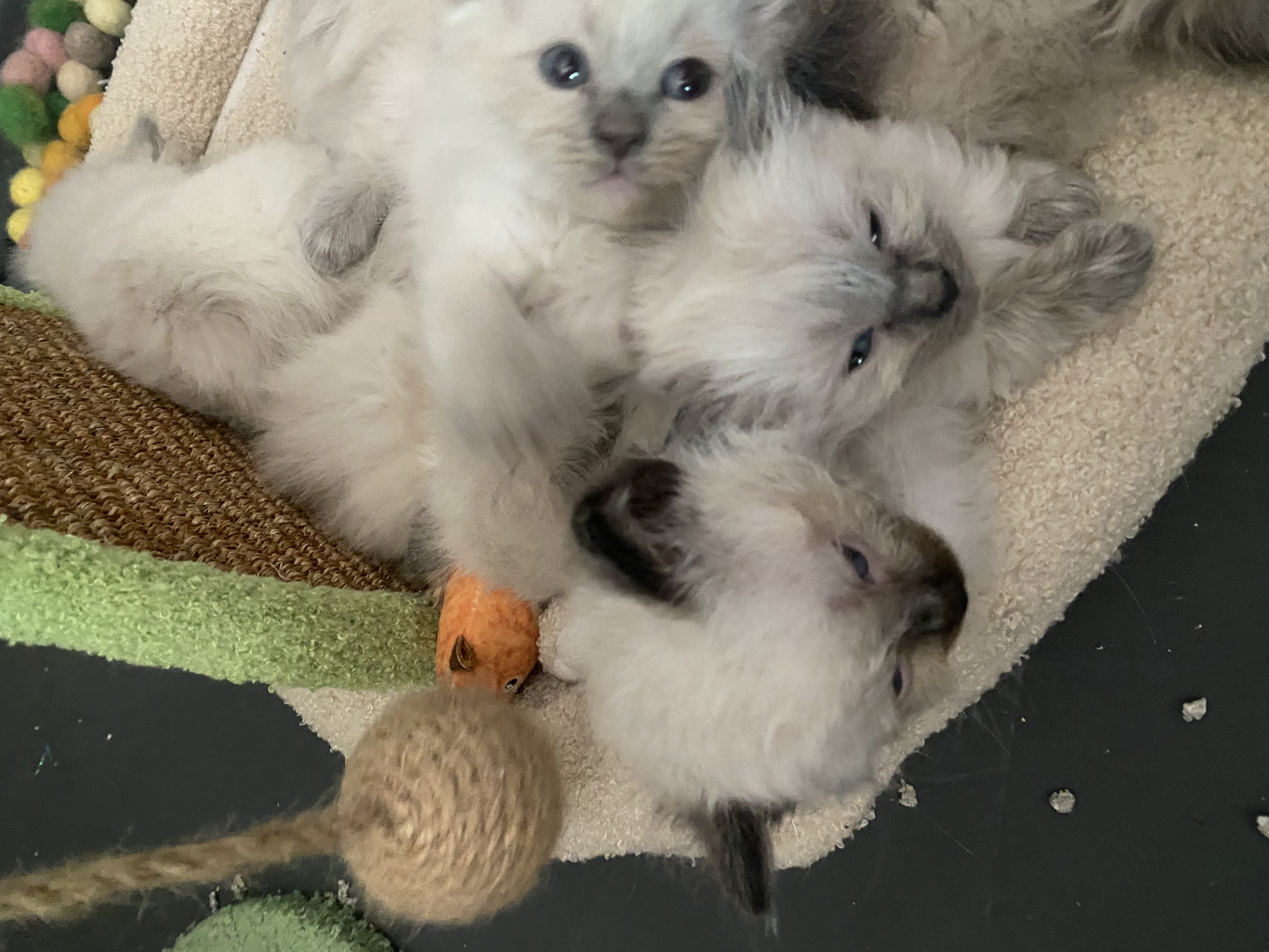 Ragdoll – Yallourn