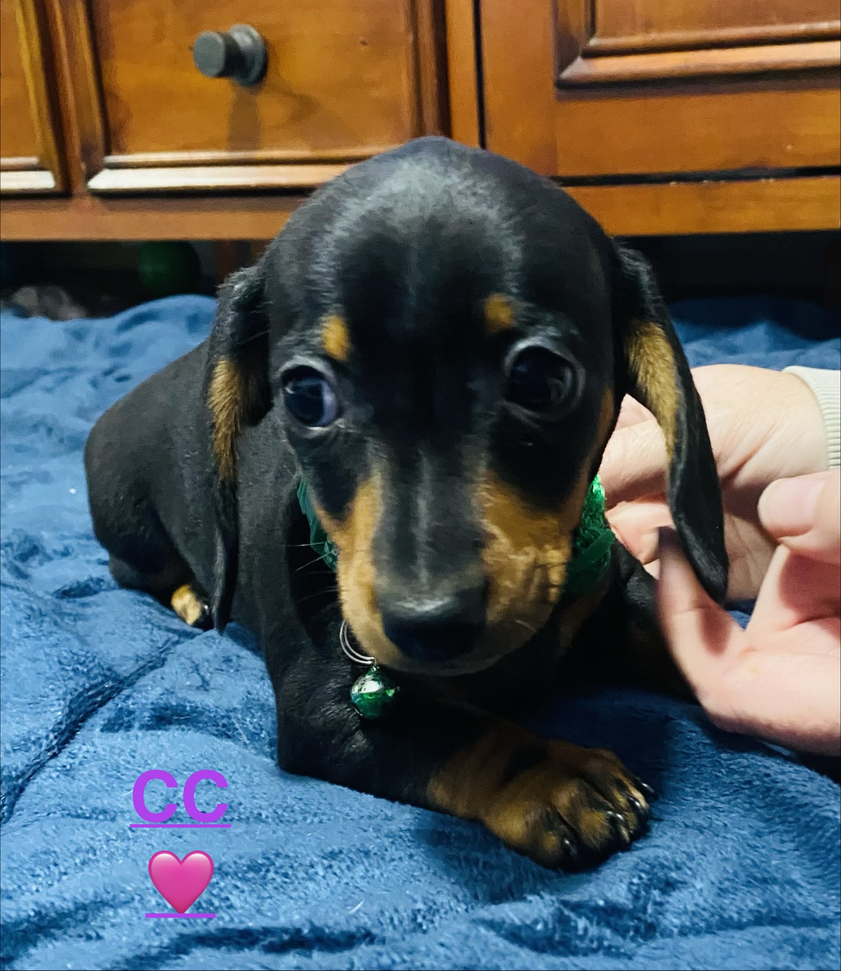 Dachshund – Dubbo